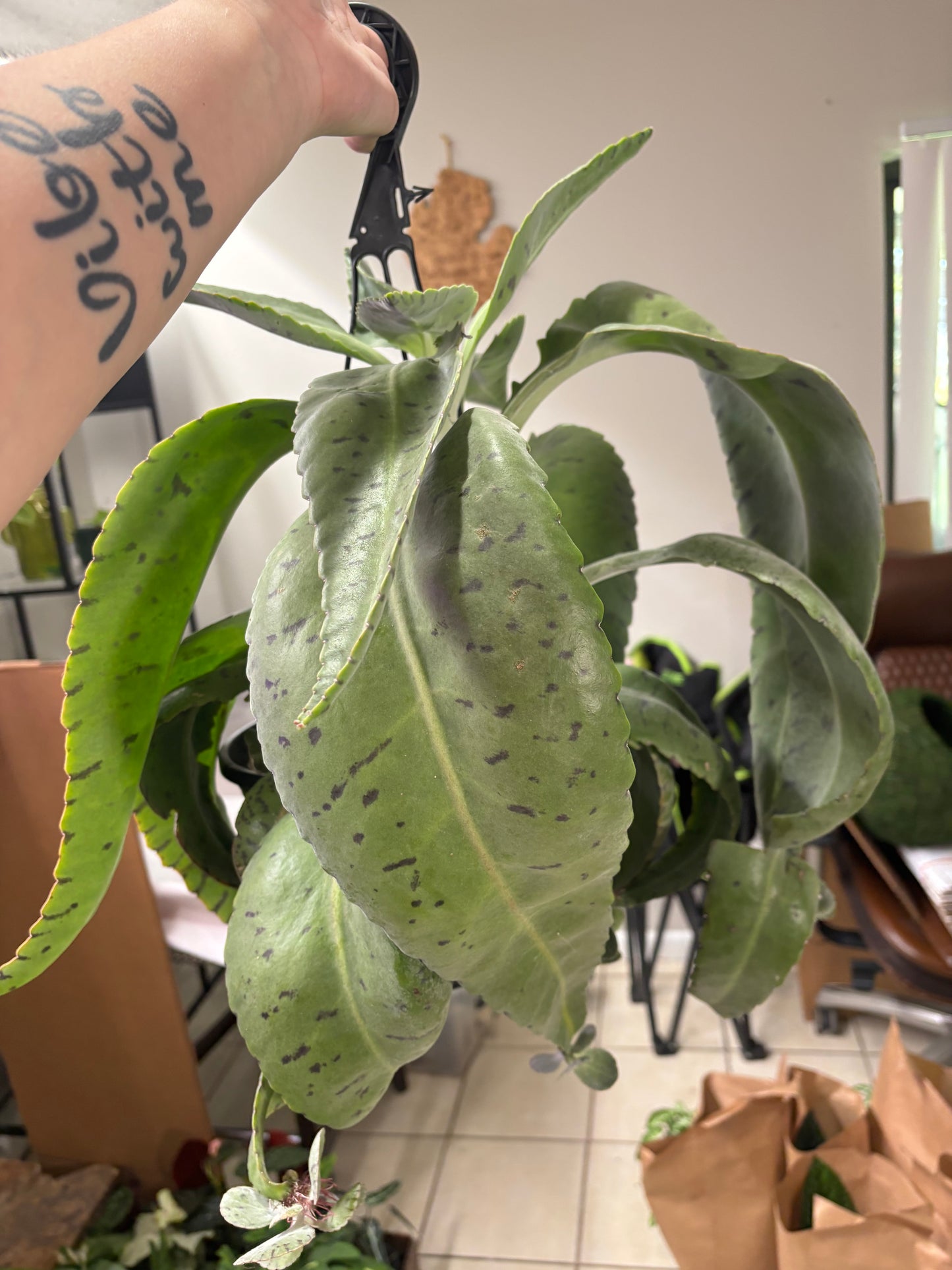 8” Kalanchoe Donkey Ears