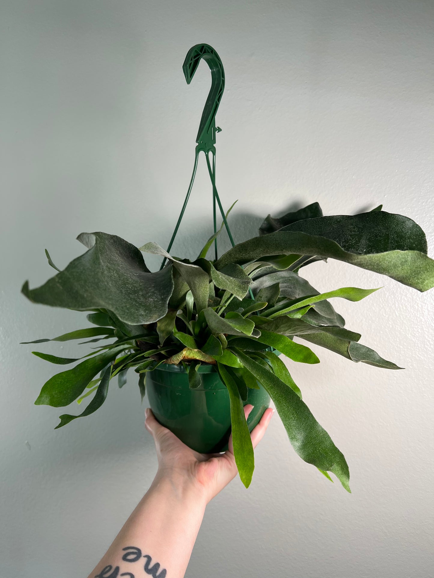 8” Staghorn Fern Hanging Basket
