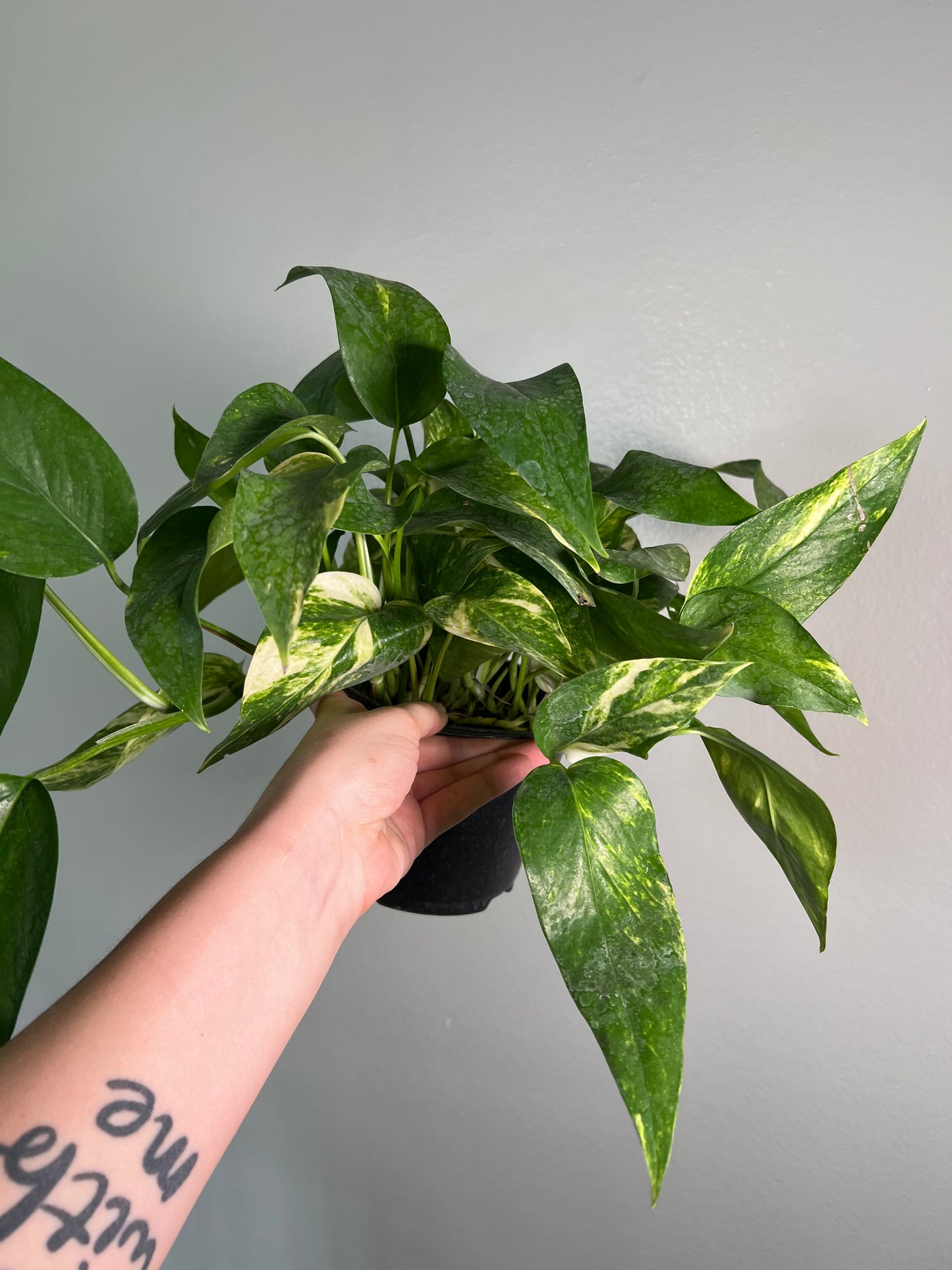 Epipremnum Pinnatum Aurea