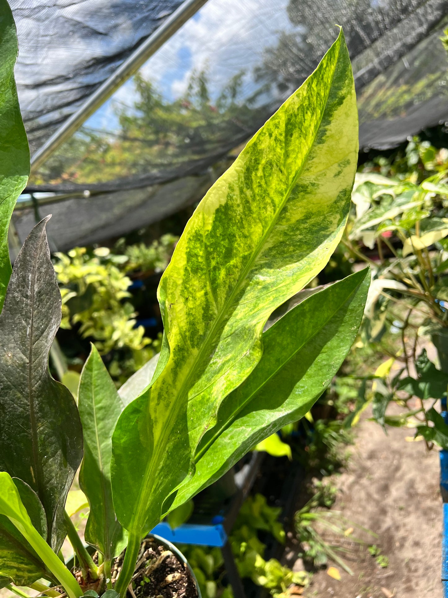 6” Anthurium Thai Ruby