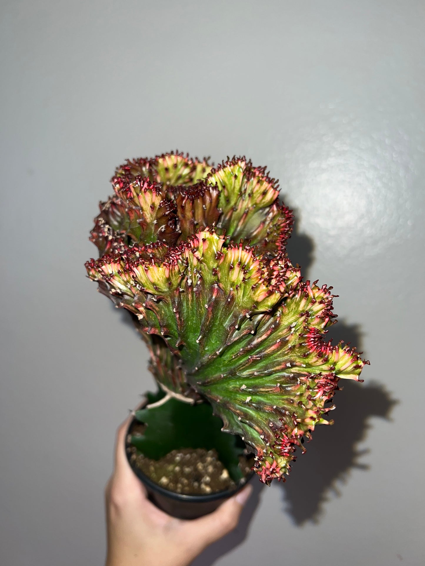 4” Mermaid Tail Cactus (Red)