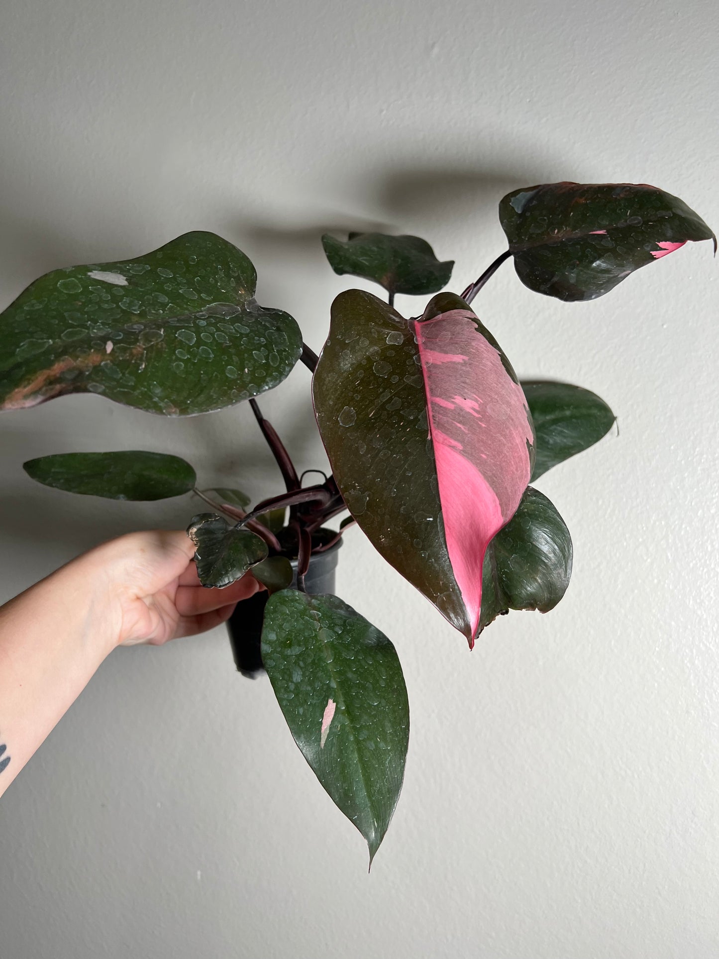 4" Philodendron Pink Princess