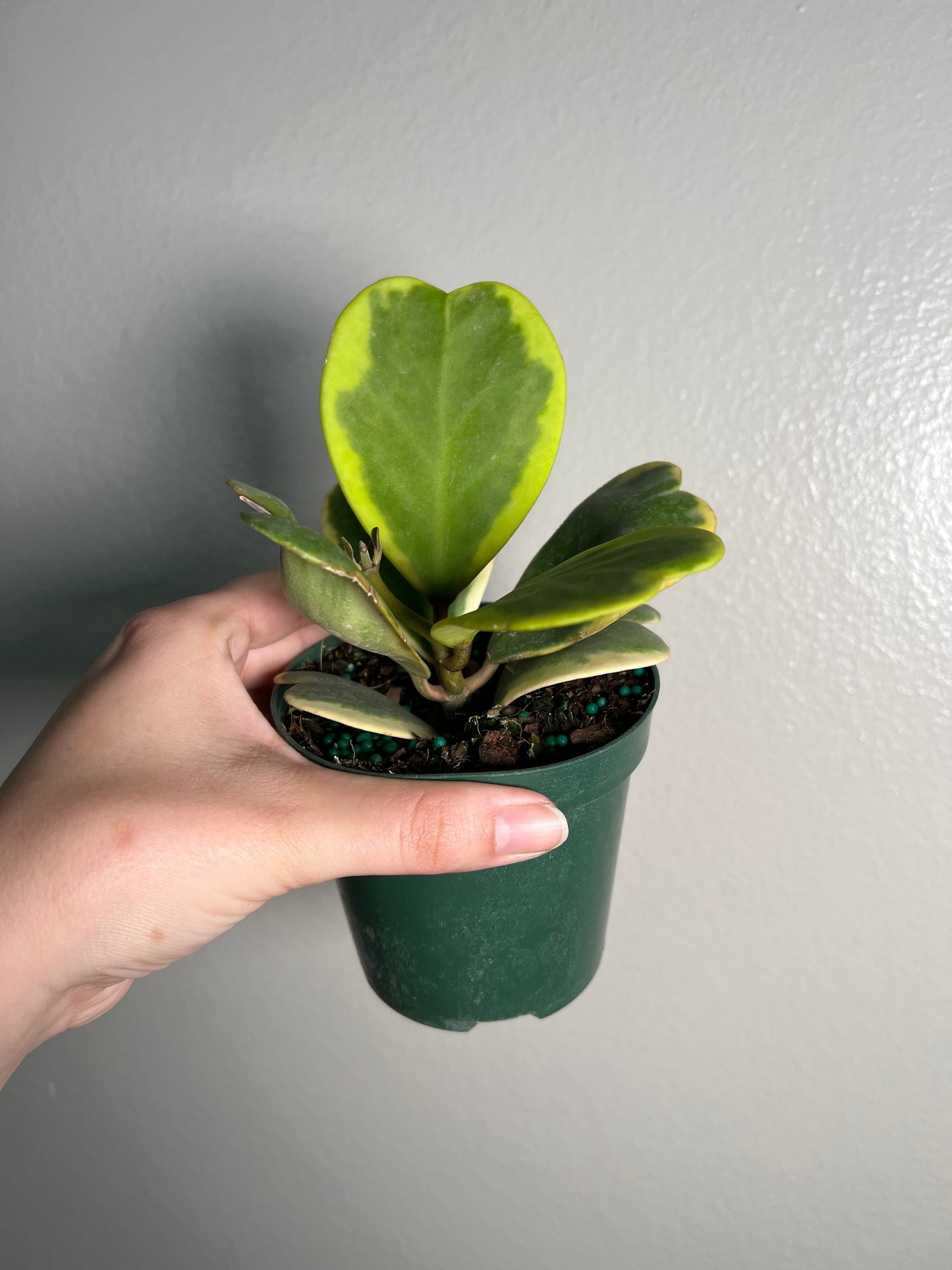 4” Hoya Kerrii Outer Variegated