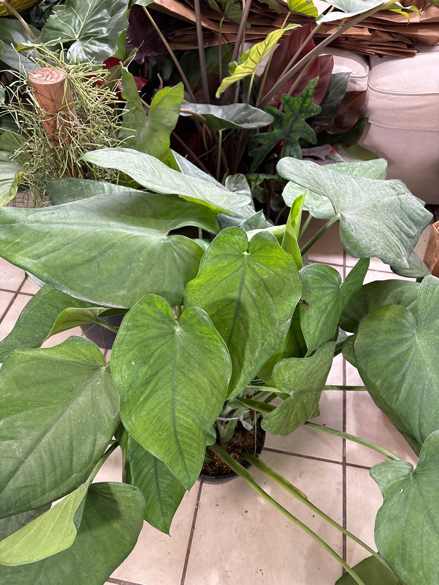 8” GIANT Syngonium Chiapense Hanging Basket