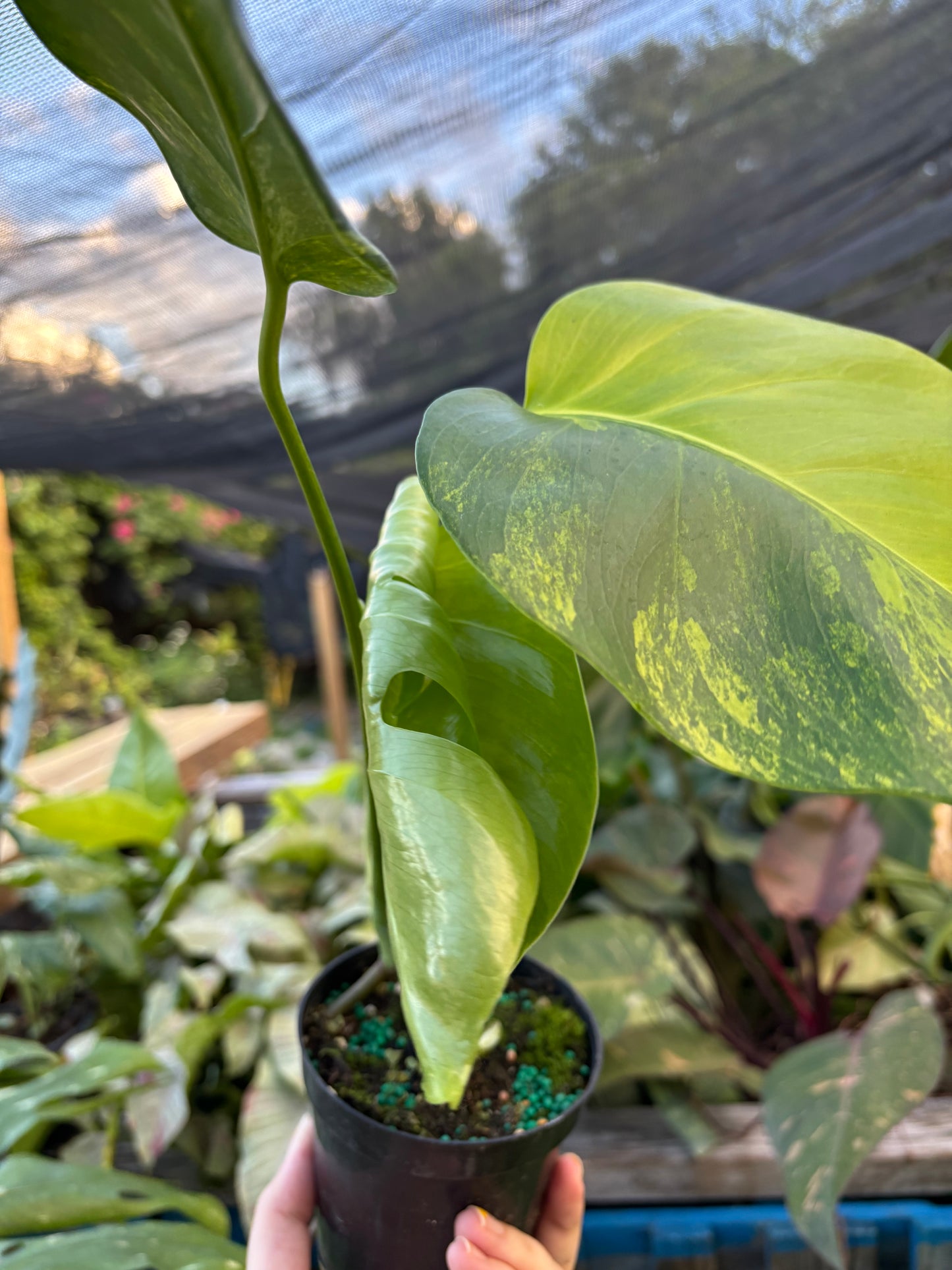 4” Monstera Aurea
