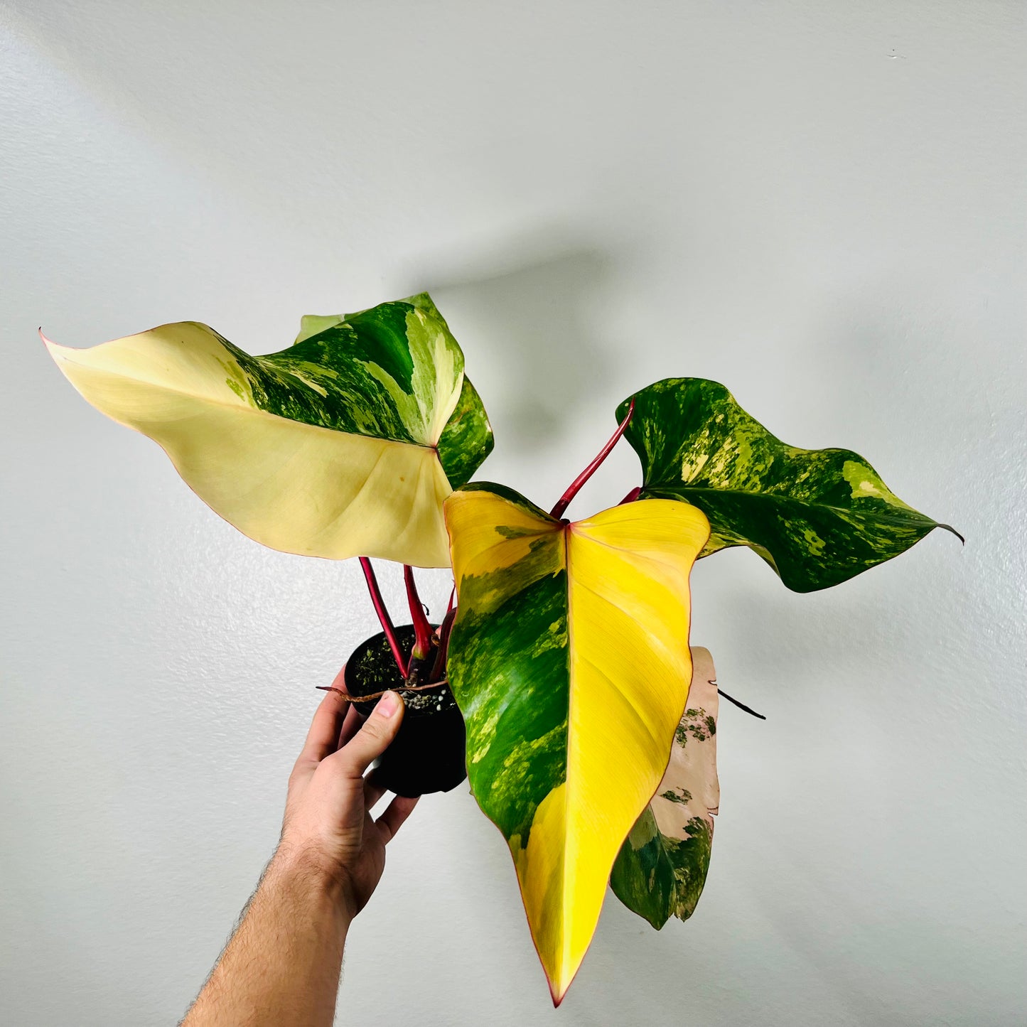 4” Philodendron Strawberry Shake