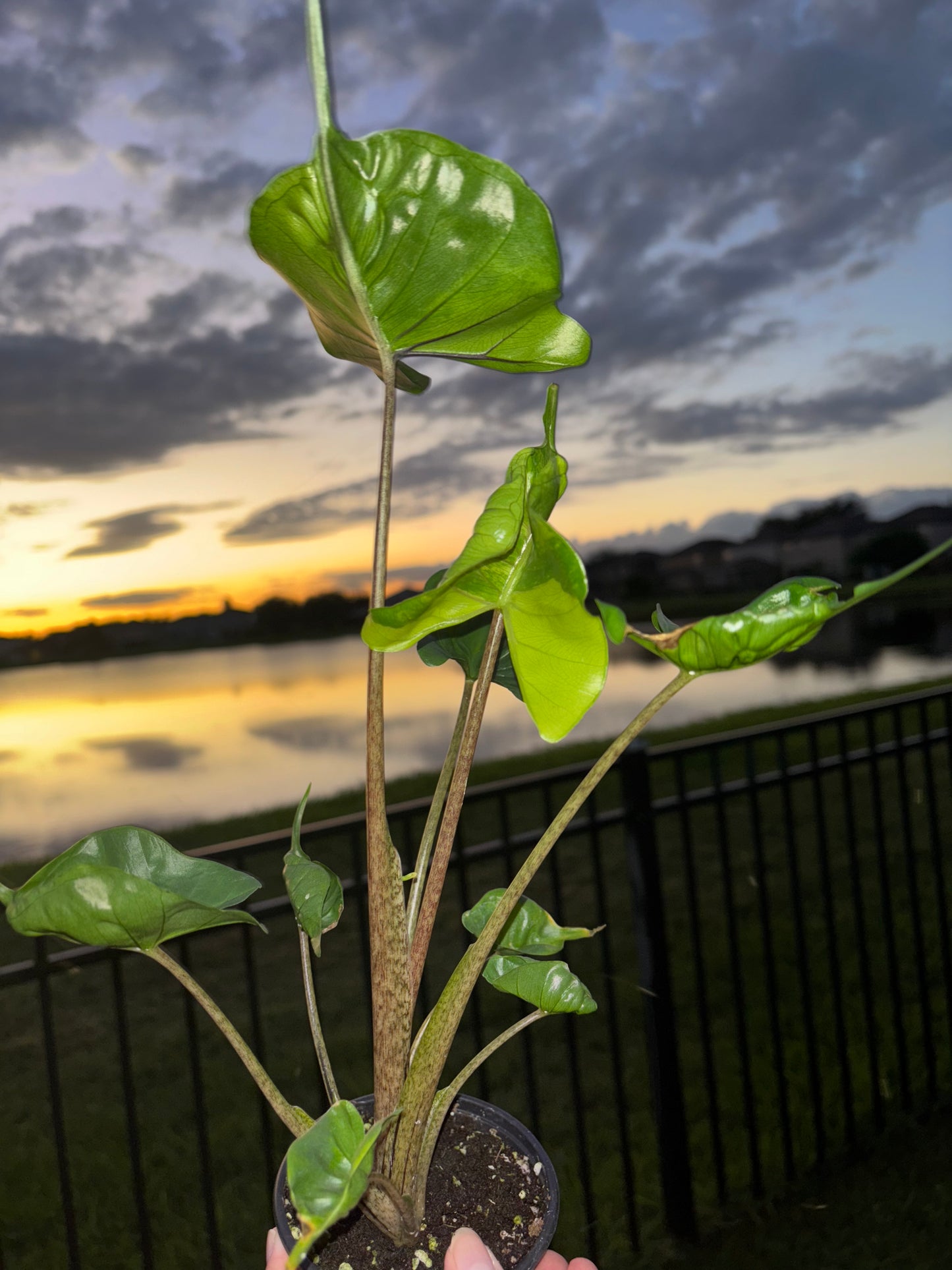 4” Alocasia Stingray Aurea
