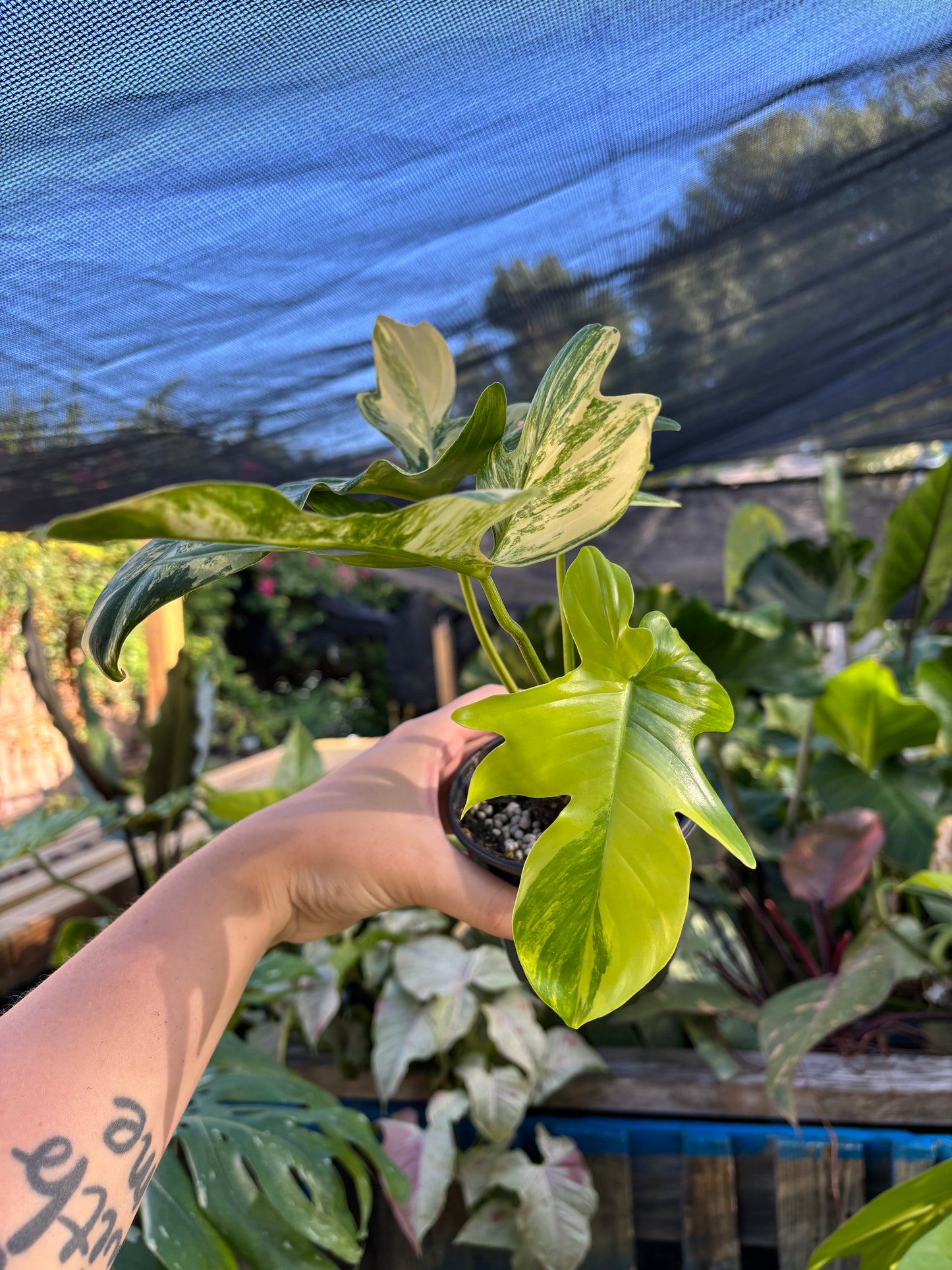 4” Philodendron Florida Beauty X Mayoi