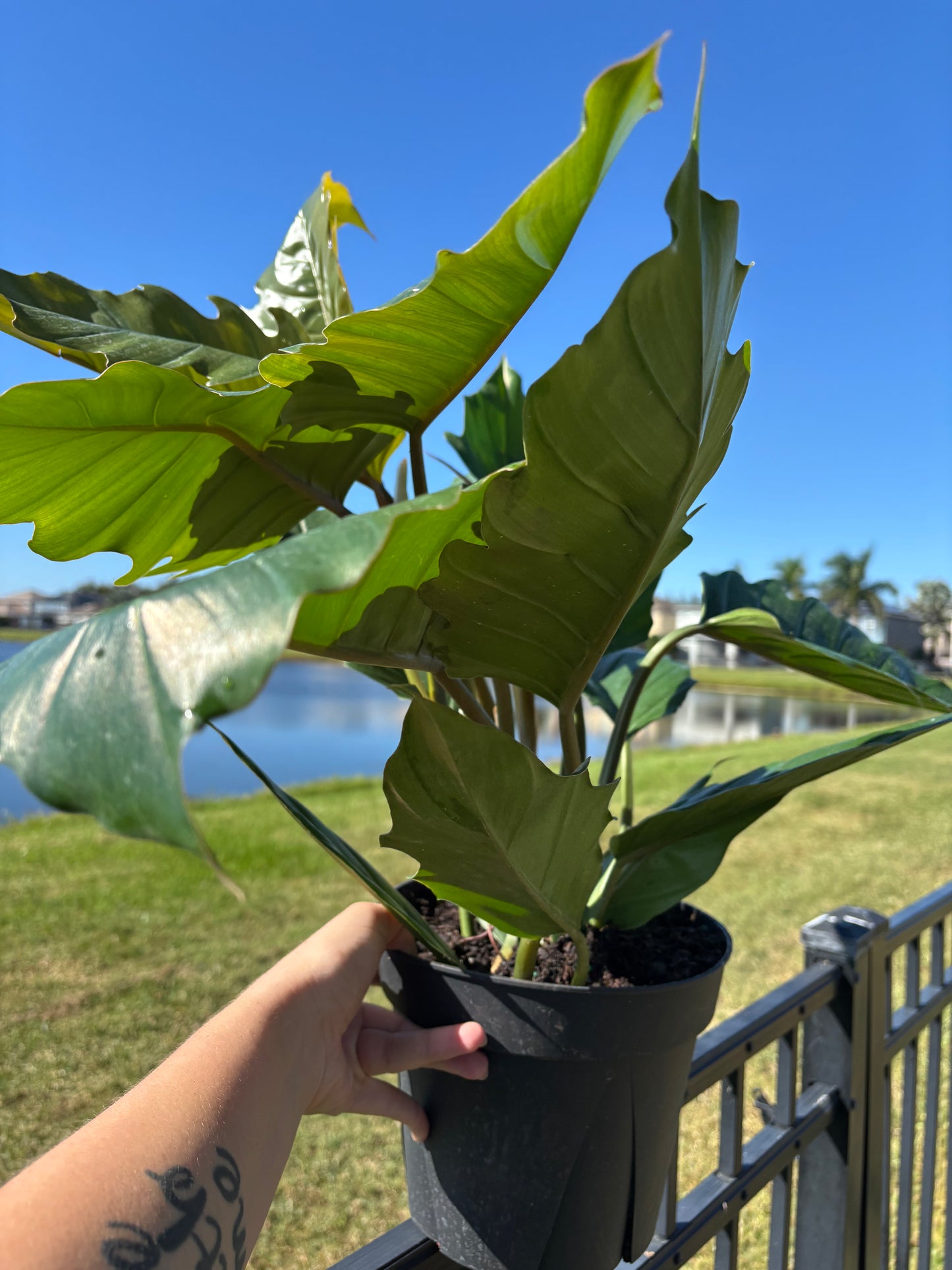 8” Philodendron Pluto