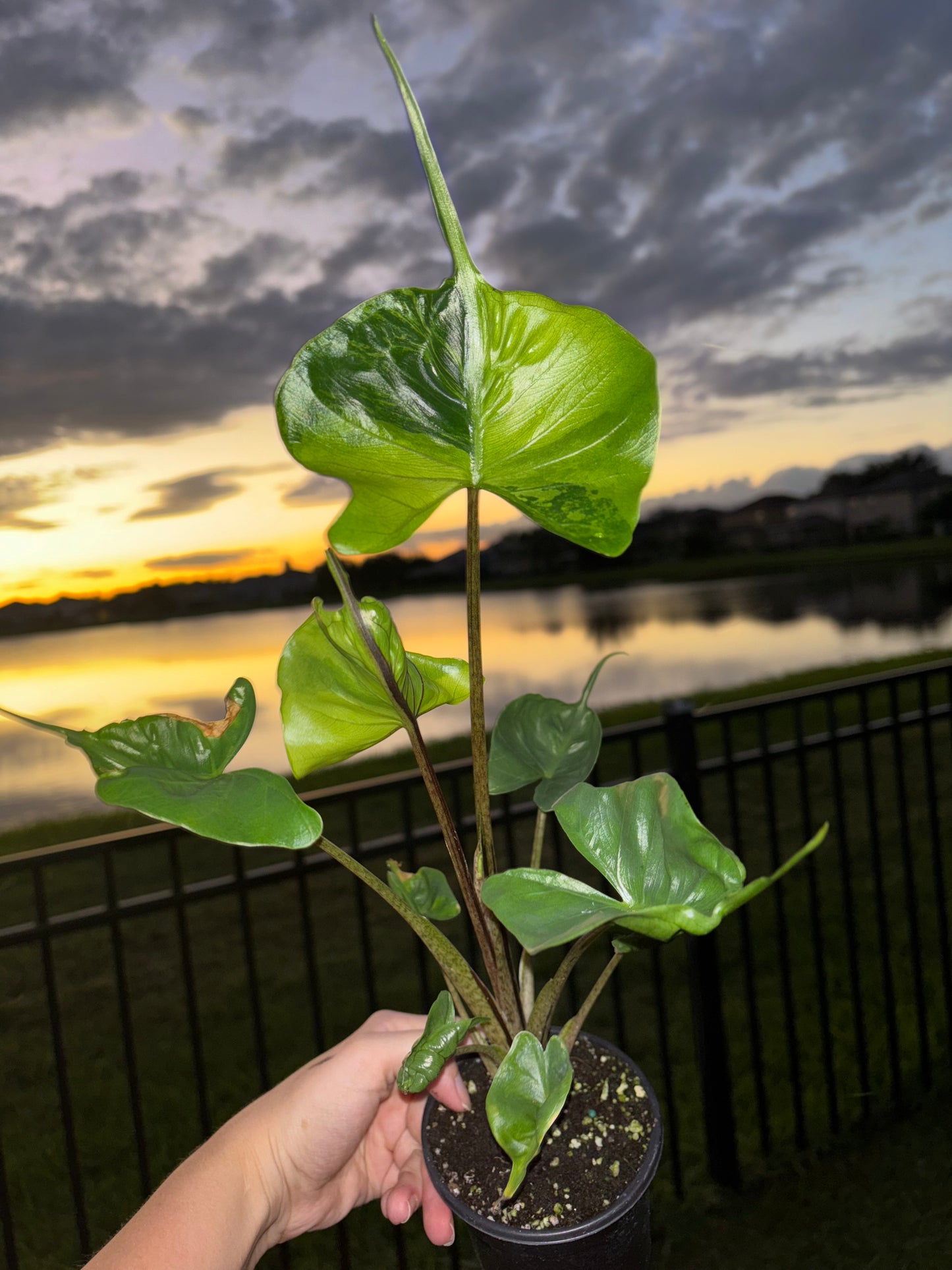 4” Alocasia Stingray Aurea