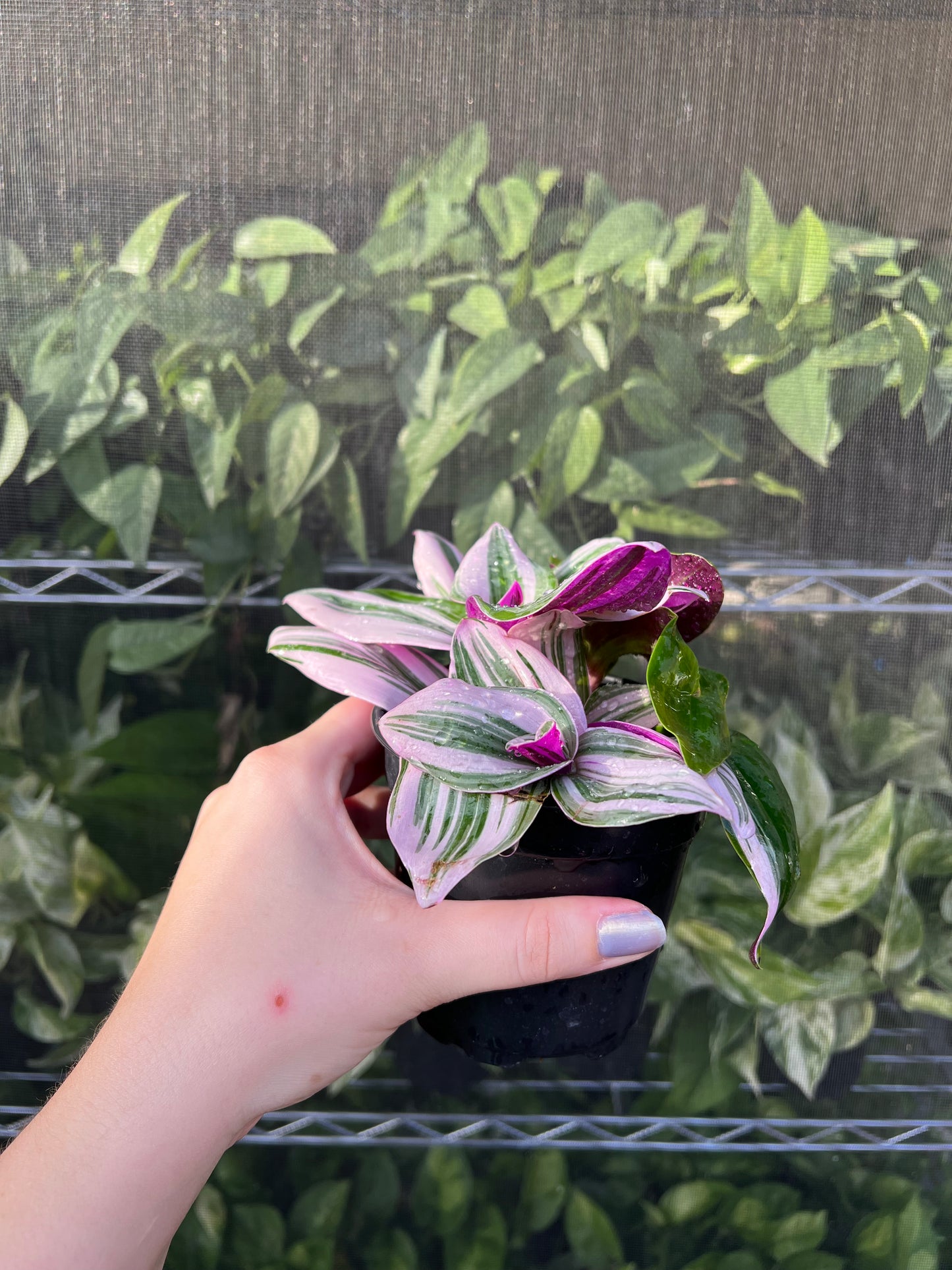 4” Tradescantia Nanouk
