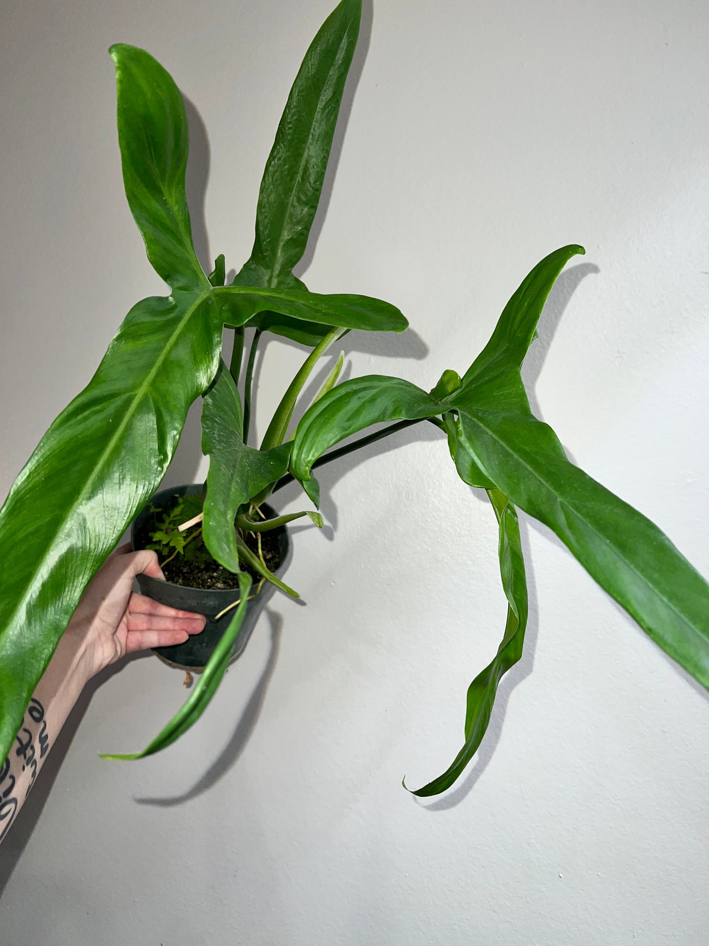6” Philodendron Holtinanum