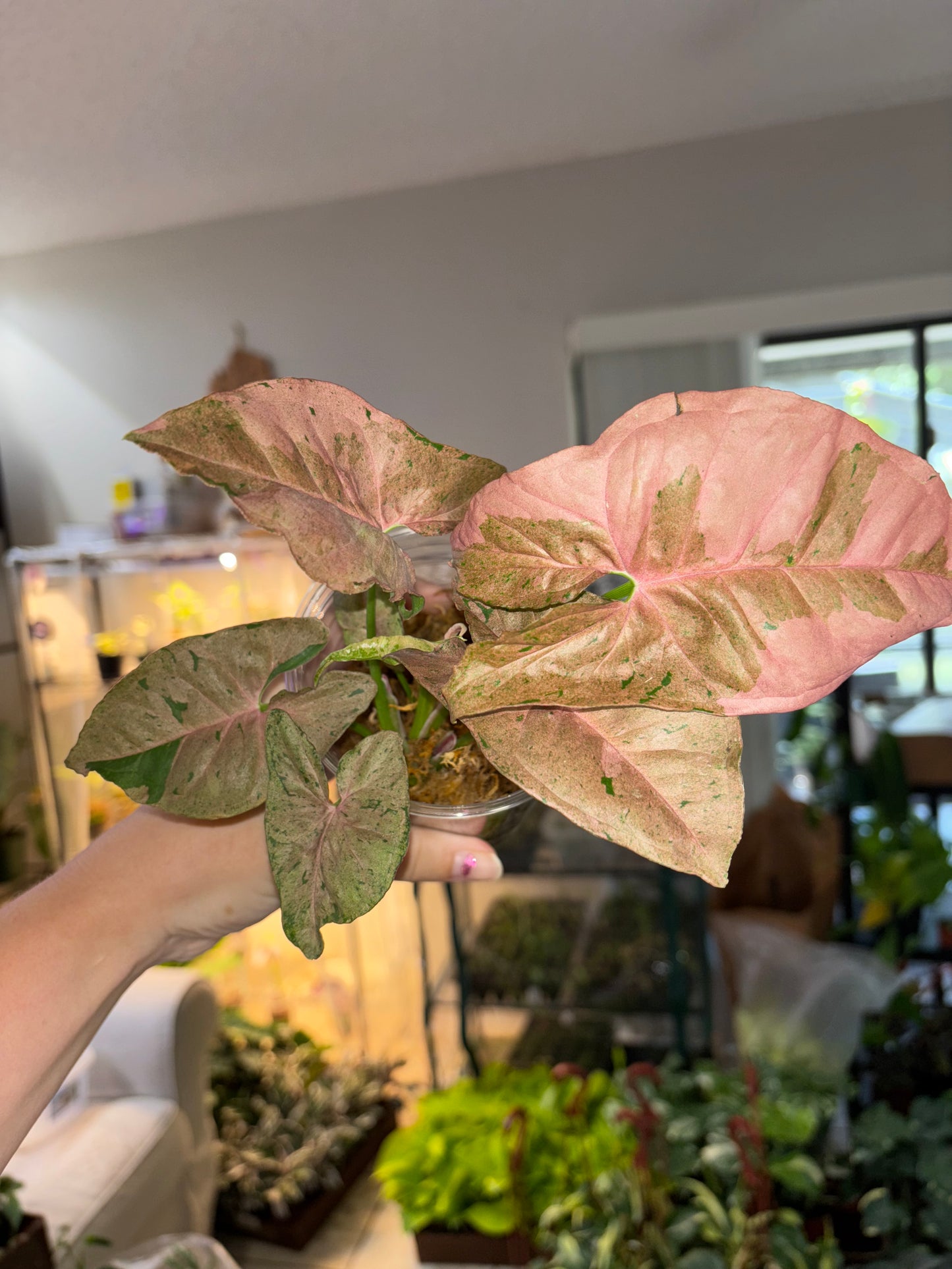 4” Syngonium Bubblegum