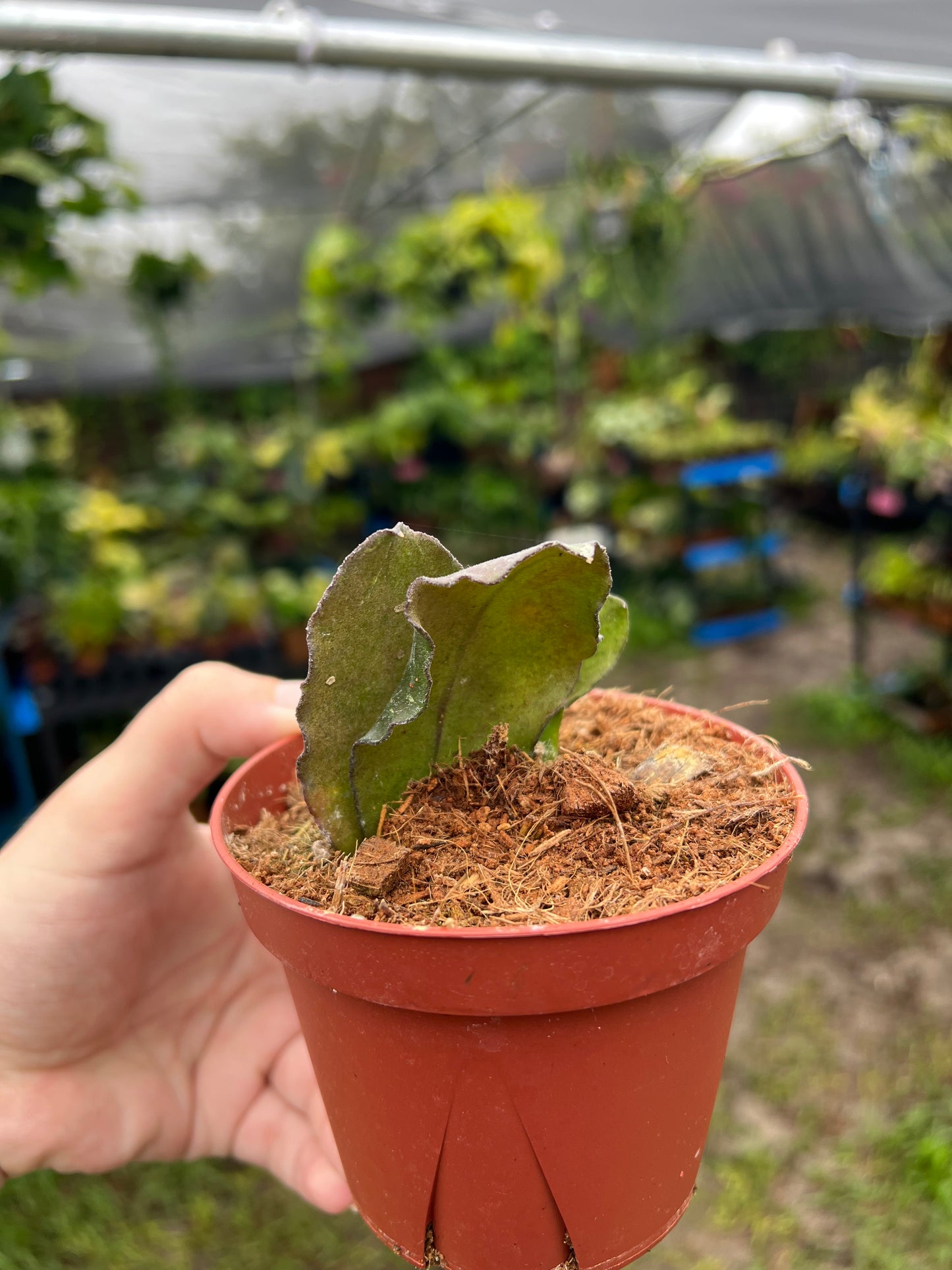 4” Hoya Waymaniae Starter