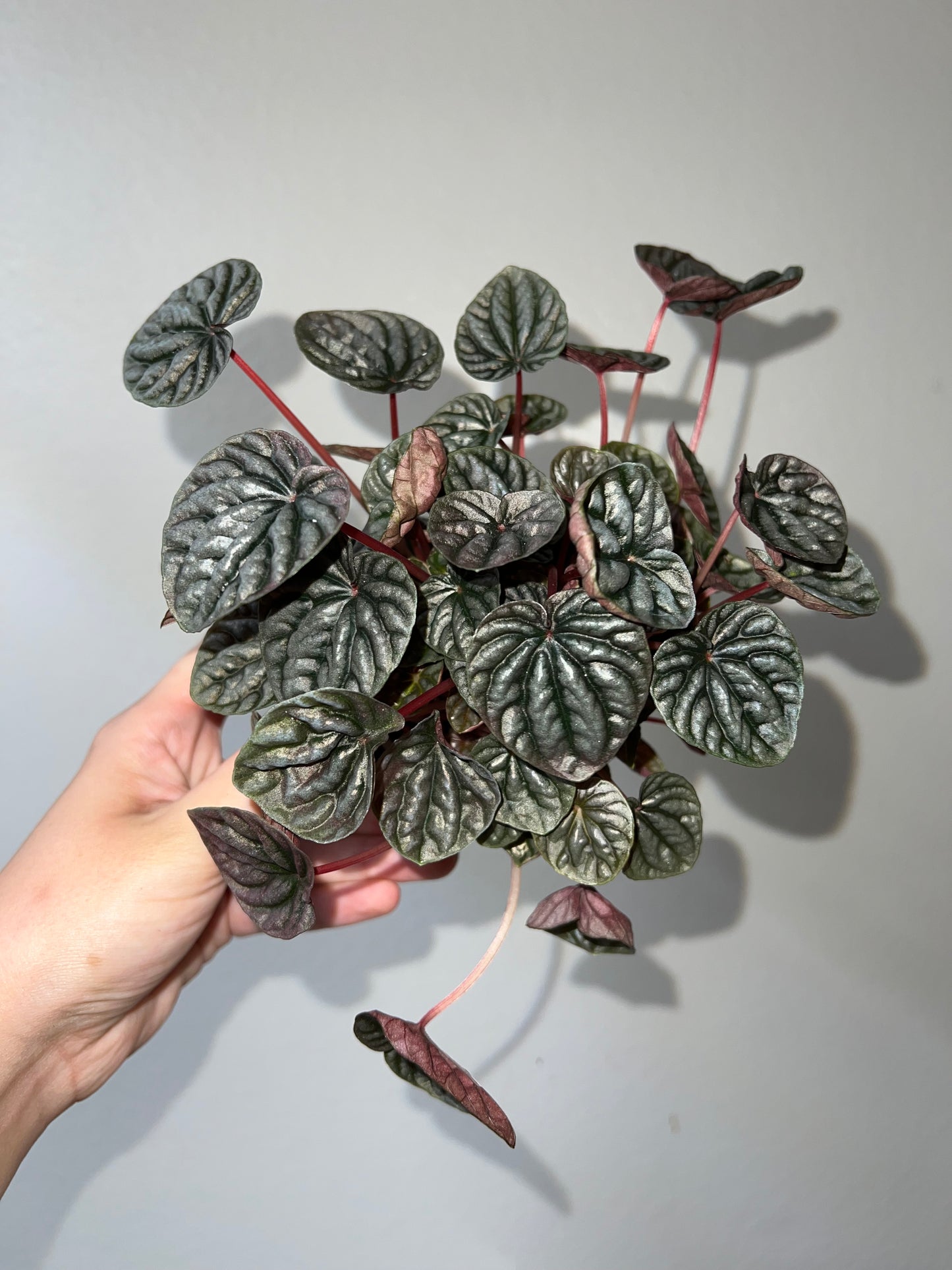 4” Peperomia Red Beauty