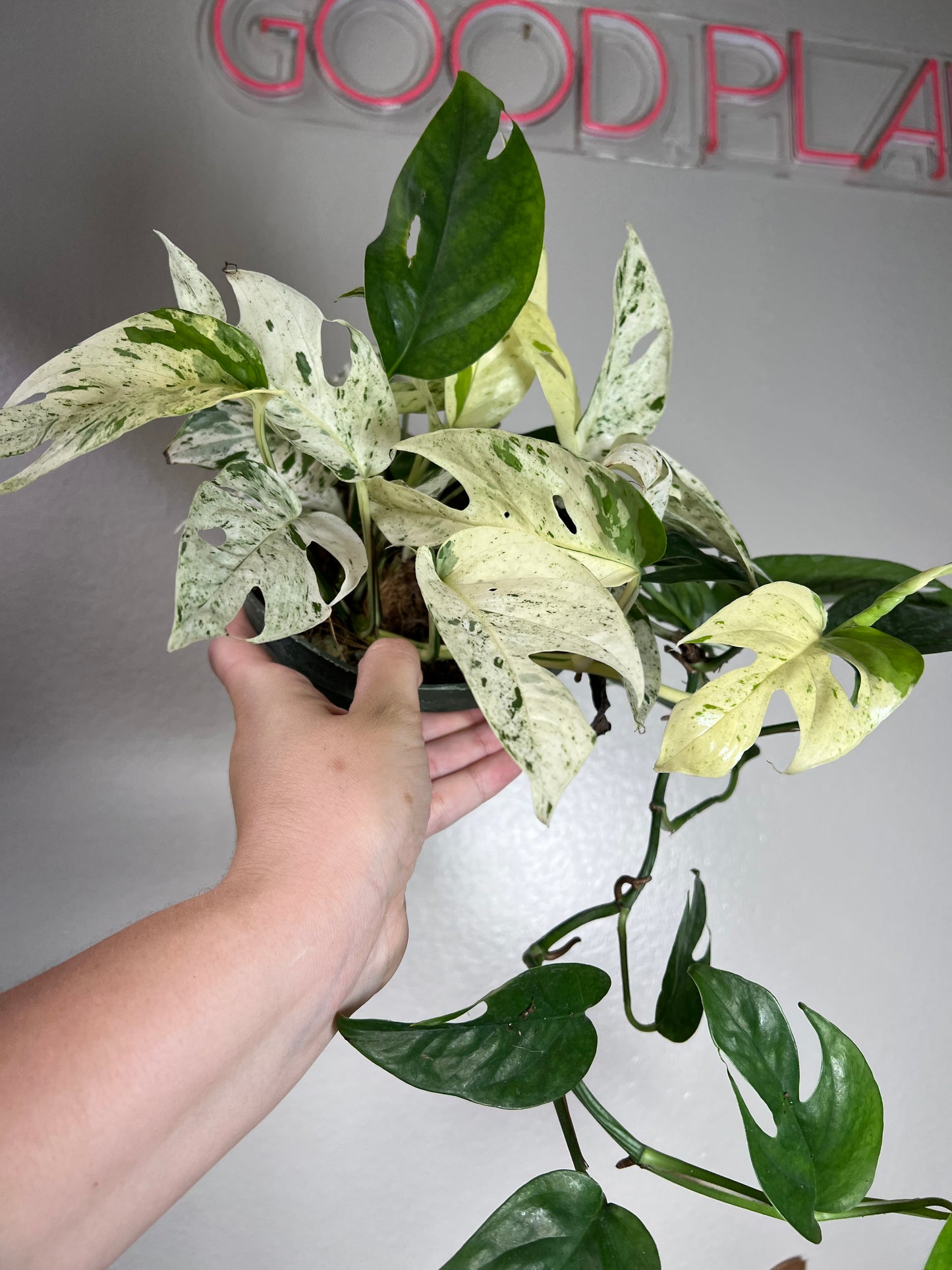 6” Epipremnum Pinnatum Marble
