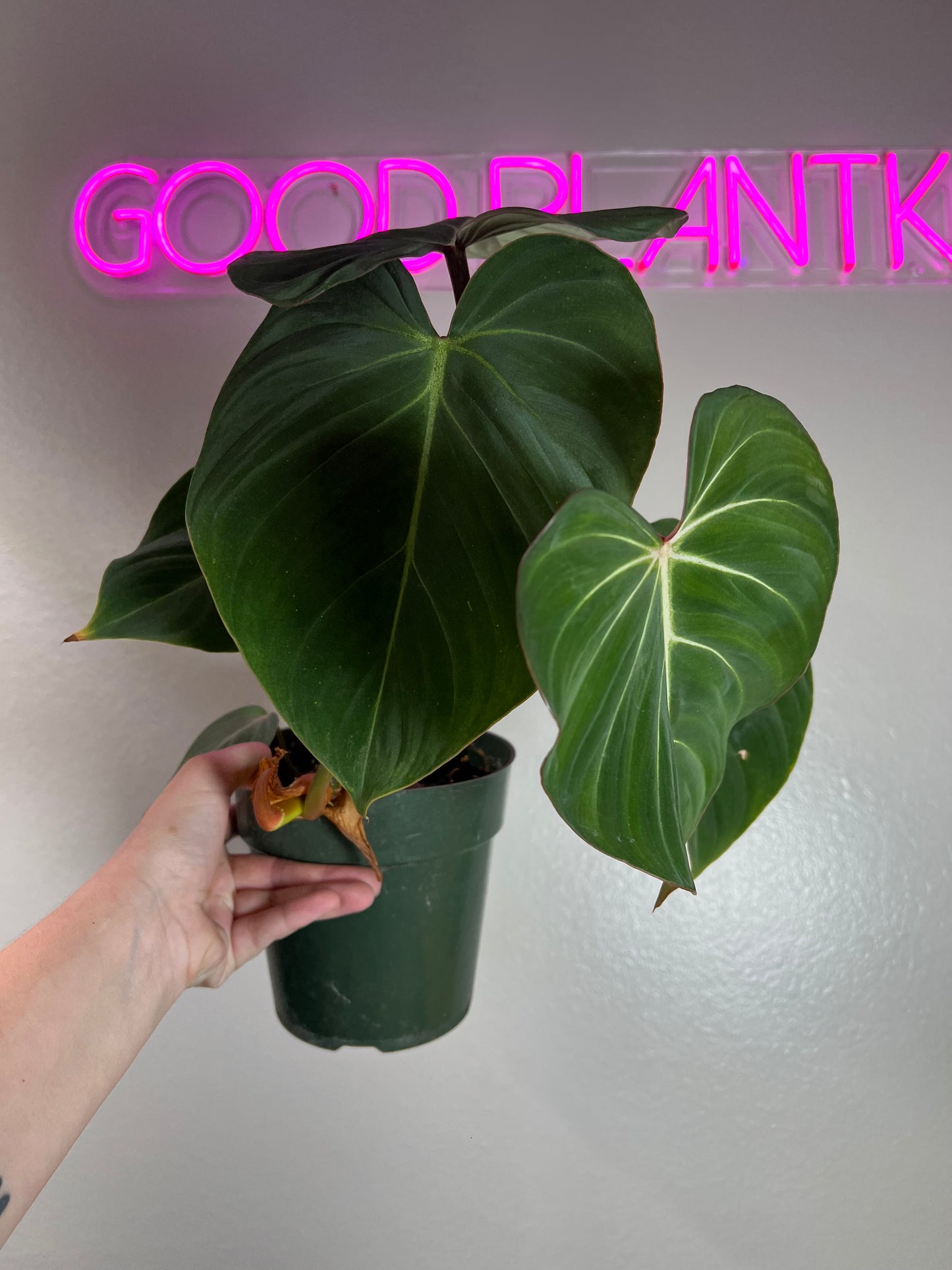 6” Philodendron Gloriosum Flat Petiole