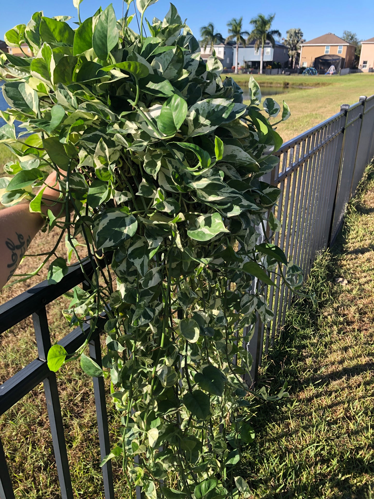 8” Pearls N Jade Pothos XL