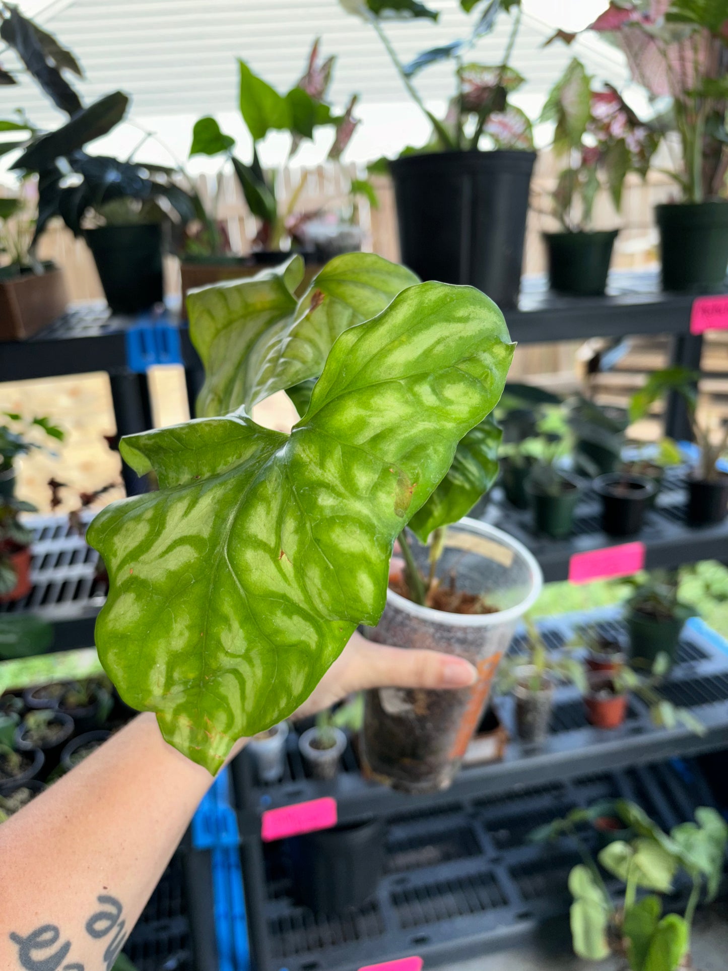 4” Cercestis Miraballis