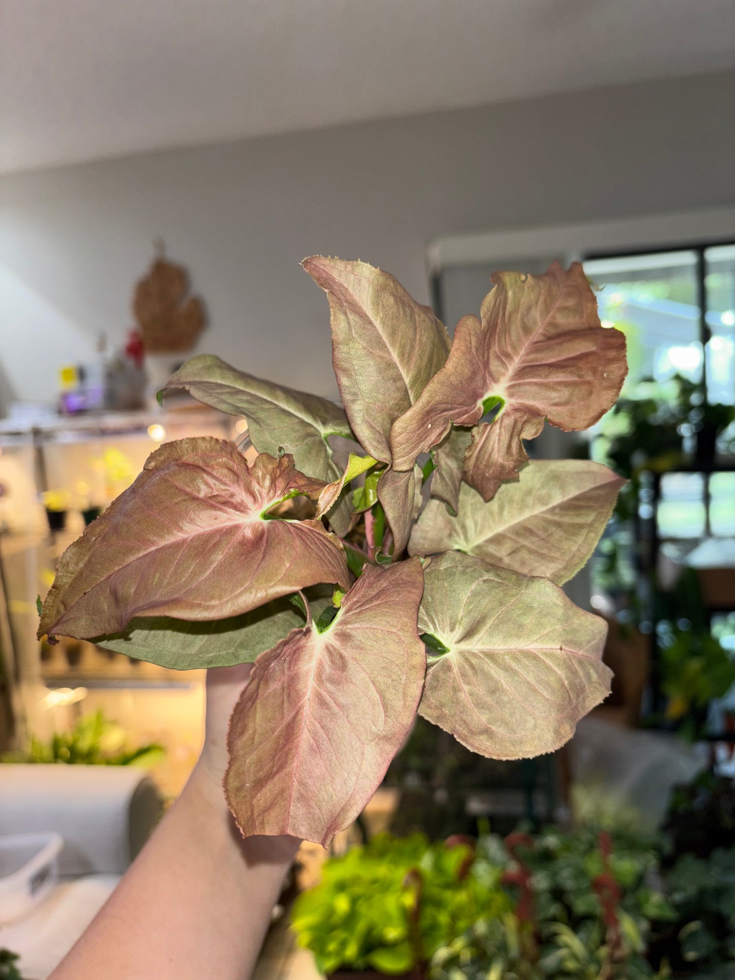 4” Syngonium White Bone Chocolate