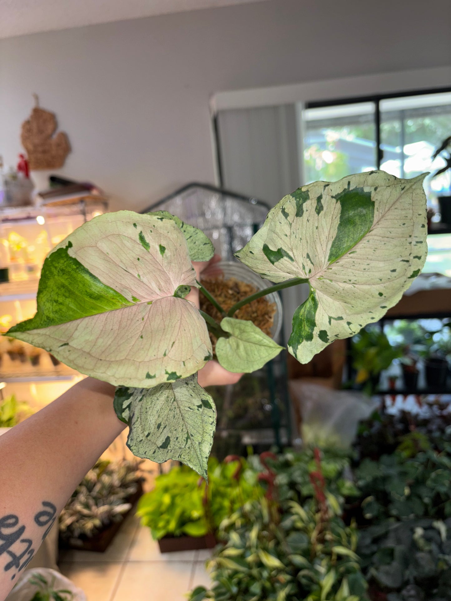 4” Syngonium Green Splash