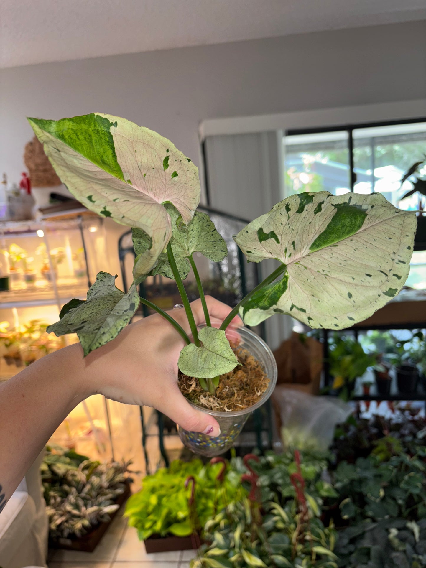 4” Syngonium Green Splash