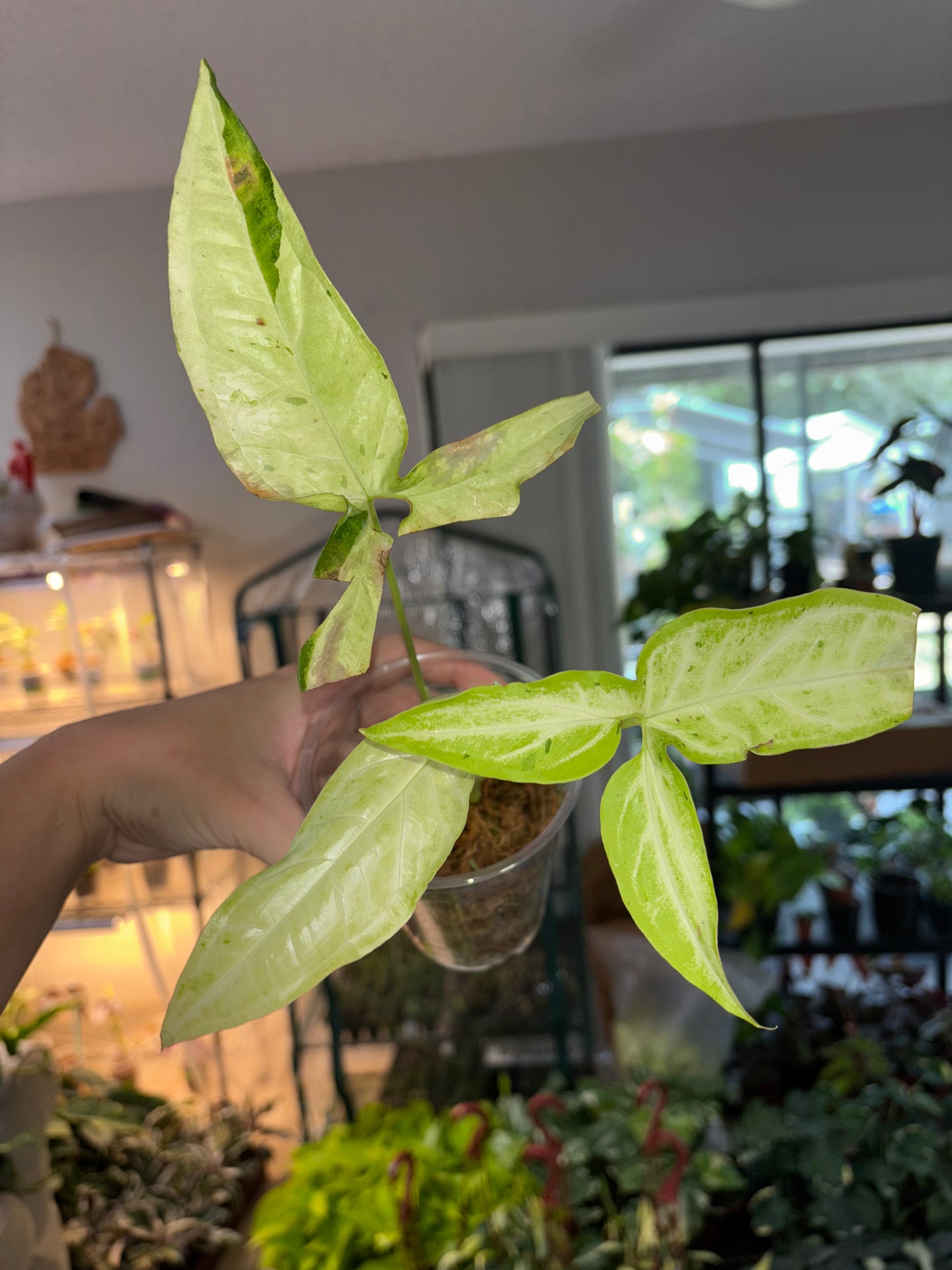 4” Syngonium Dazzling Rain