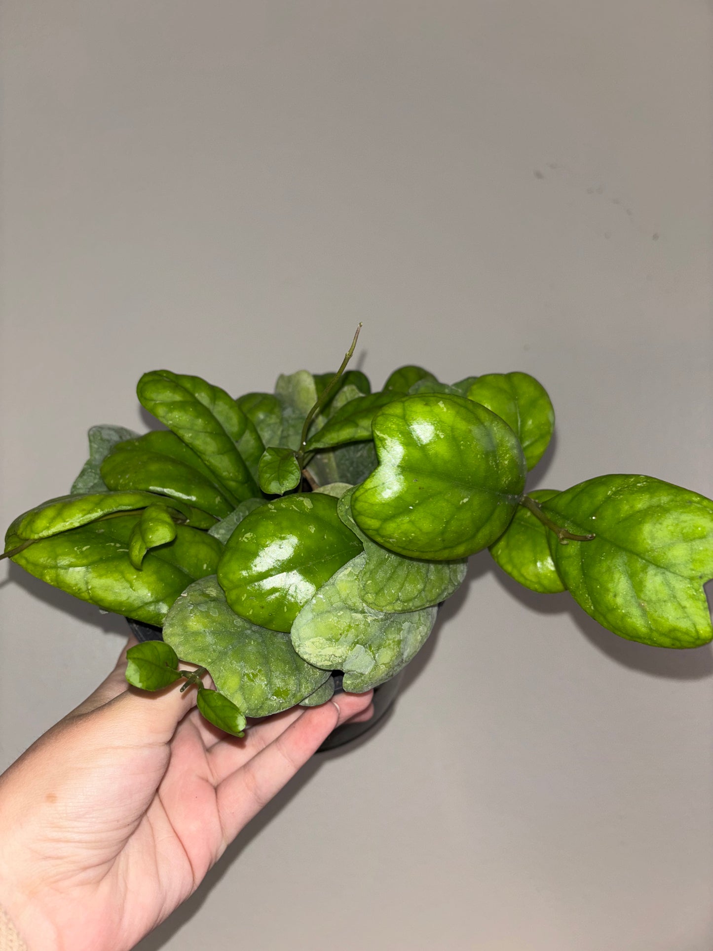 6” Hoya Deykeae