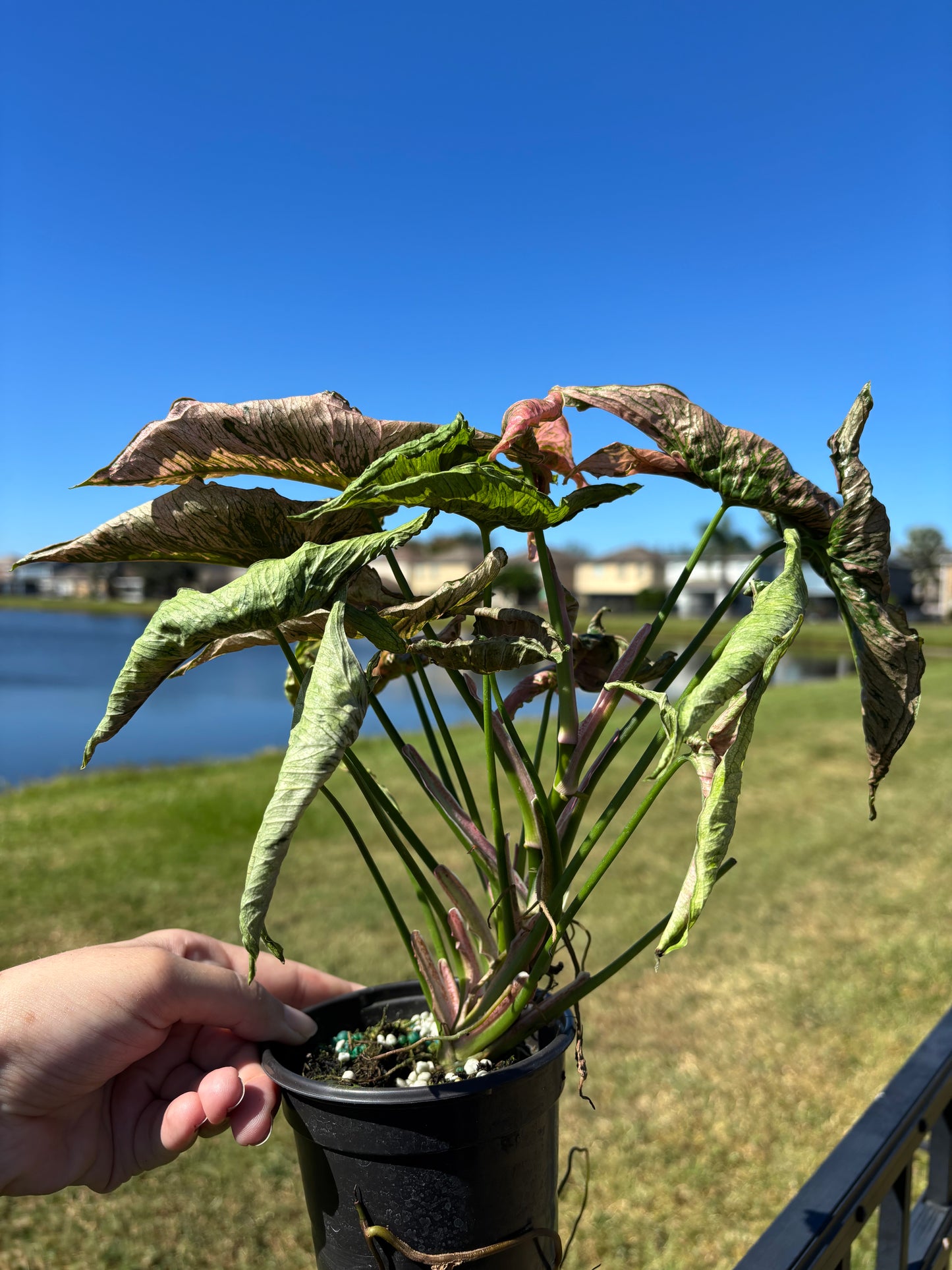 4” Syngonium Rolli Pink
