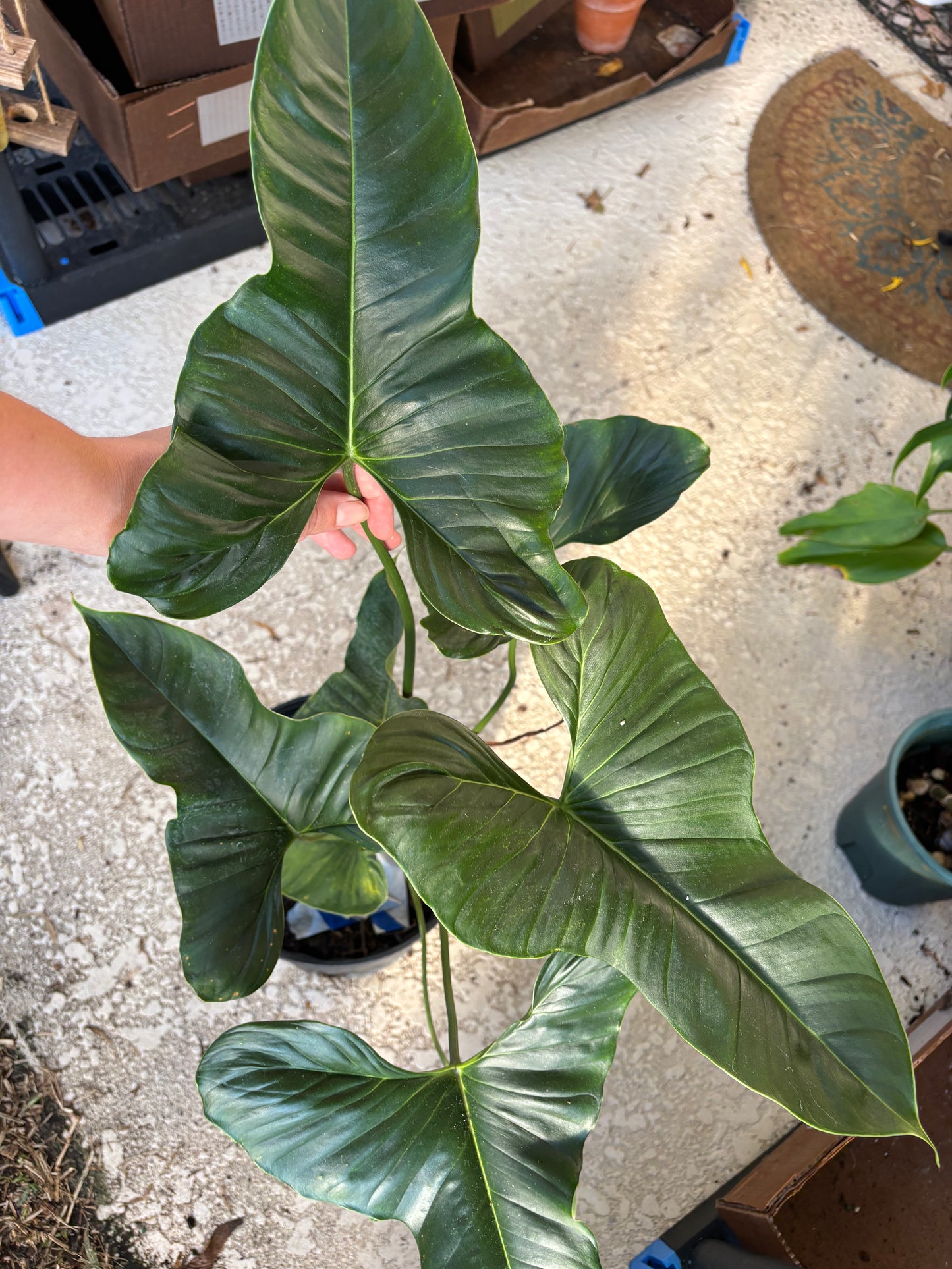8" Philodendron Lupinum (Mature)