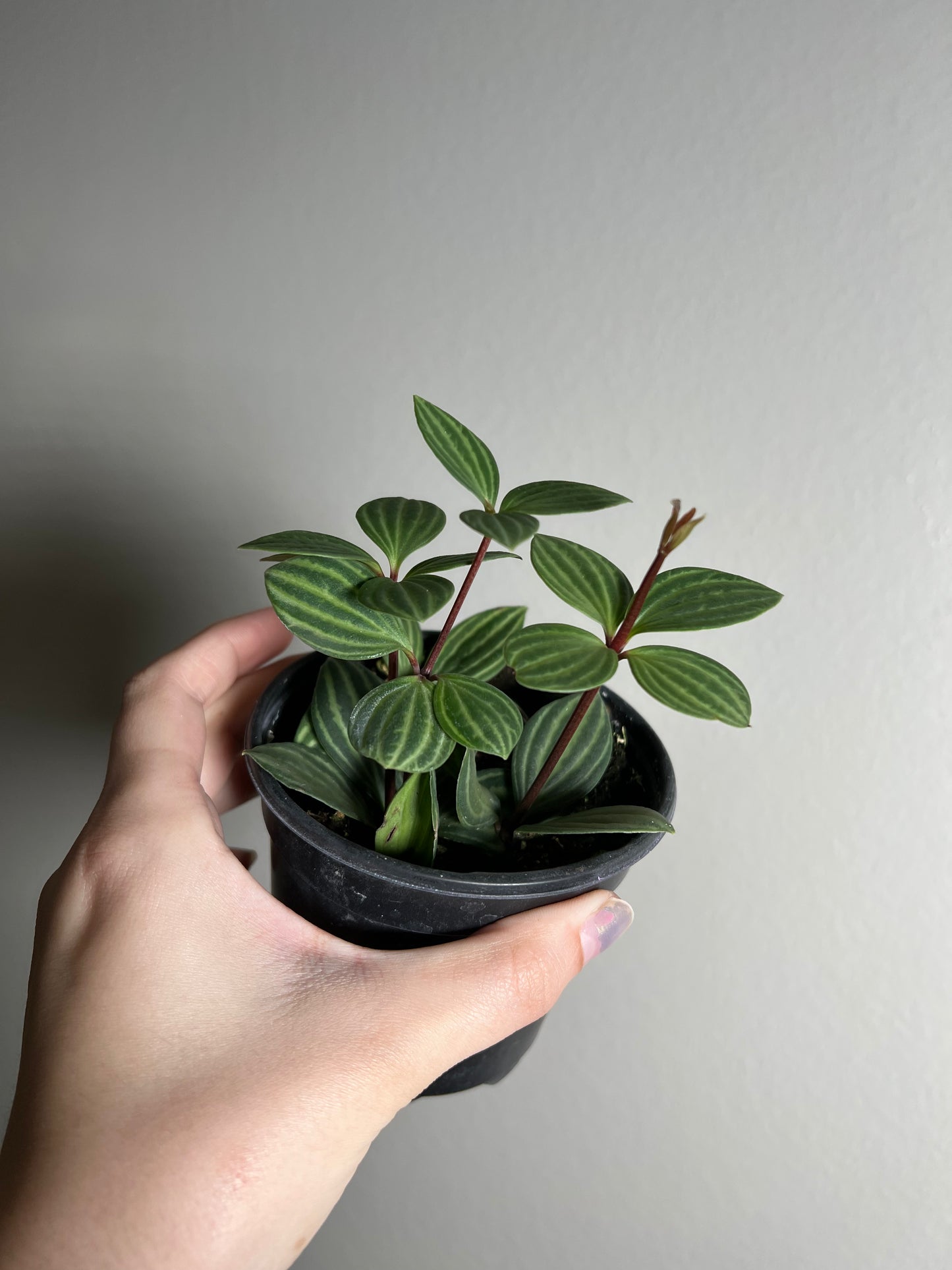 4” Peperomia Parallel
