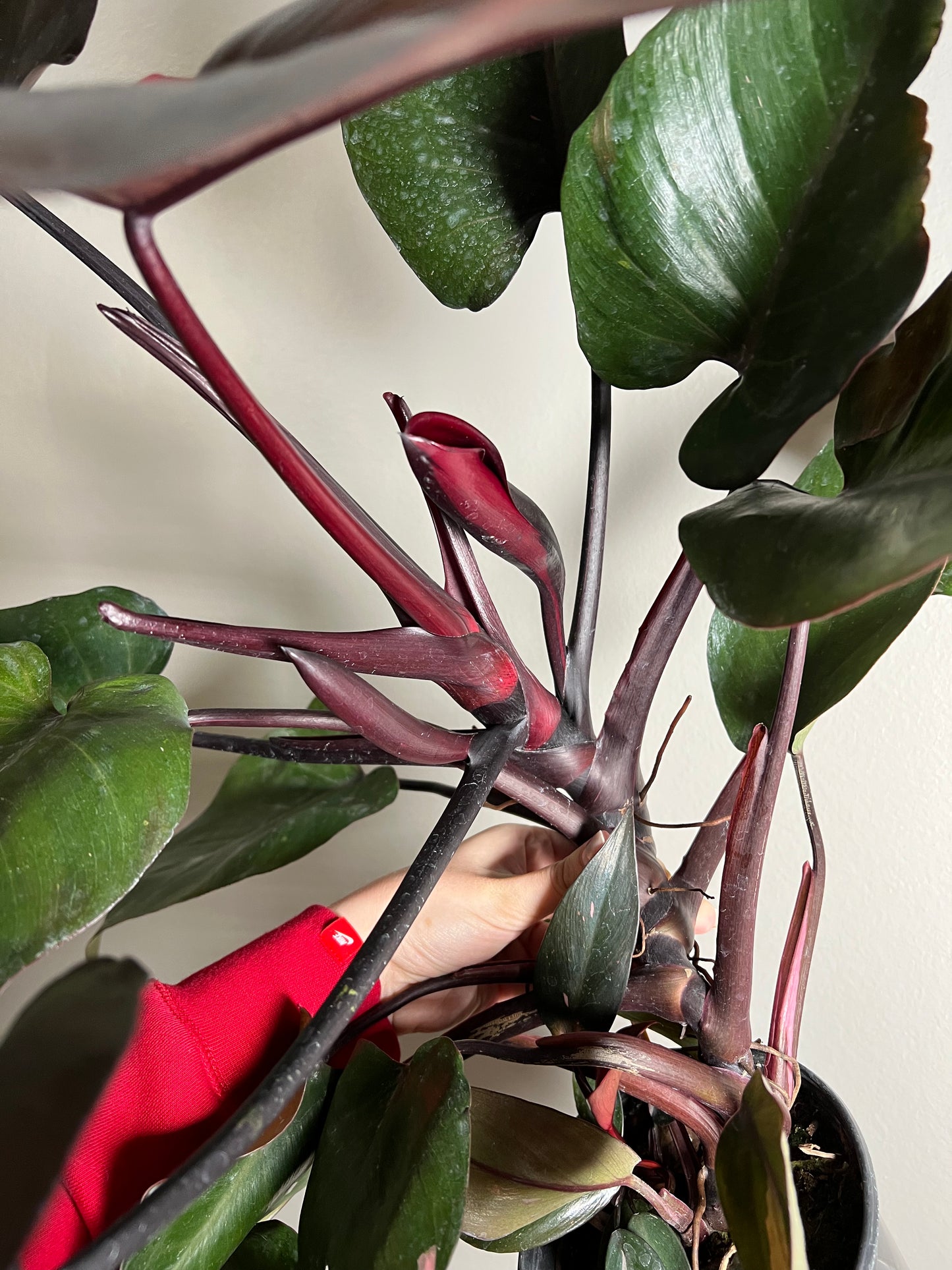 6” Philodendron Pink Princess