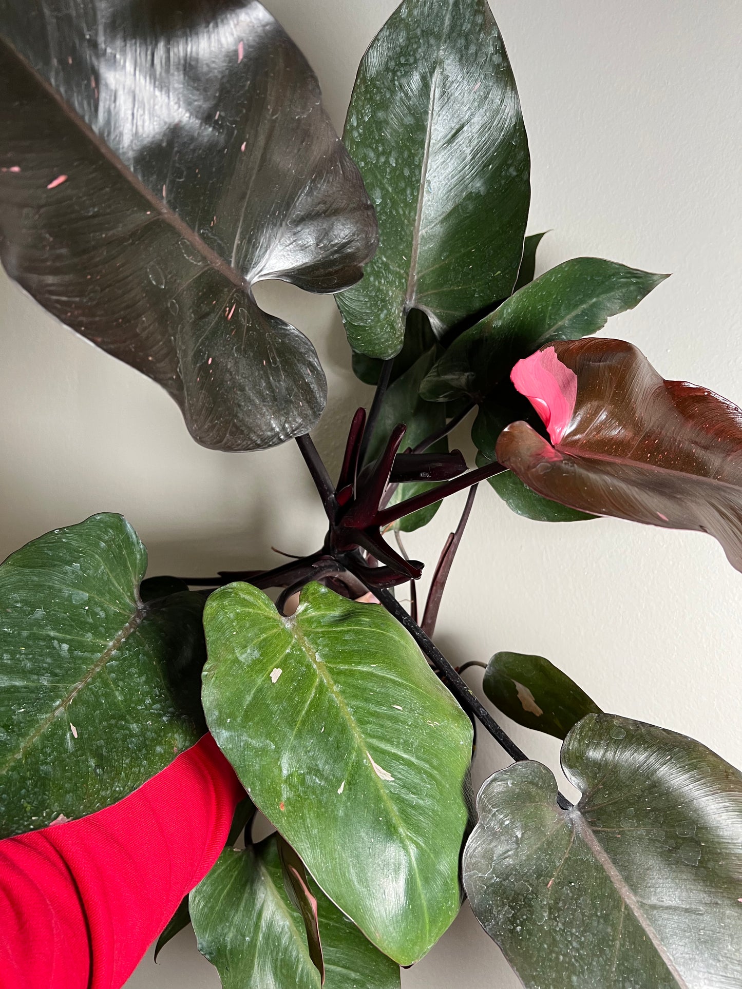 6” Philodendron Pink Princess