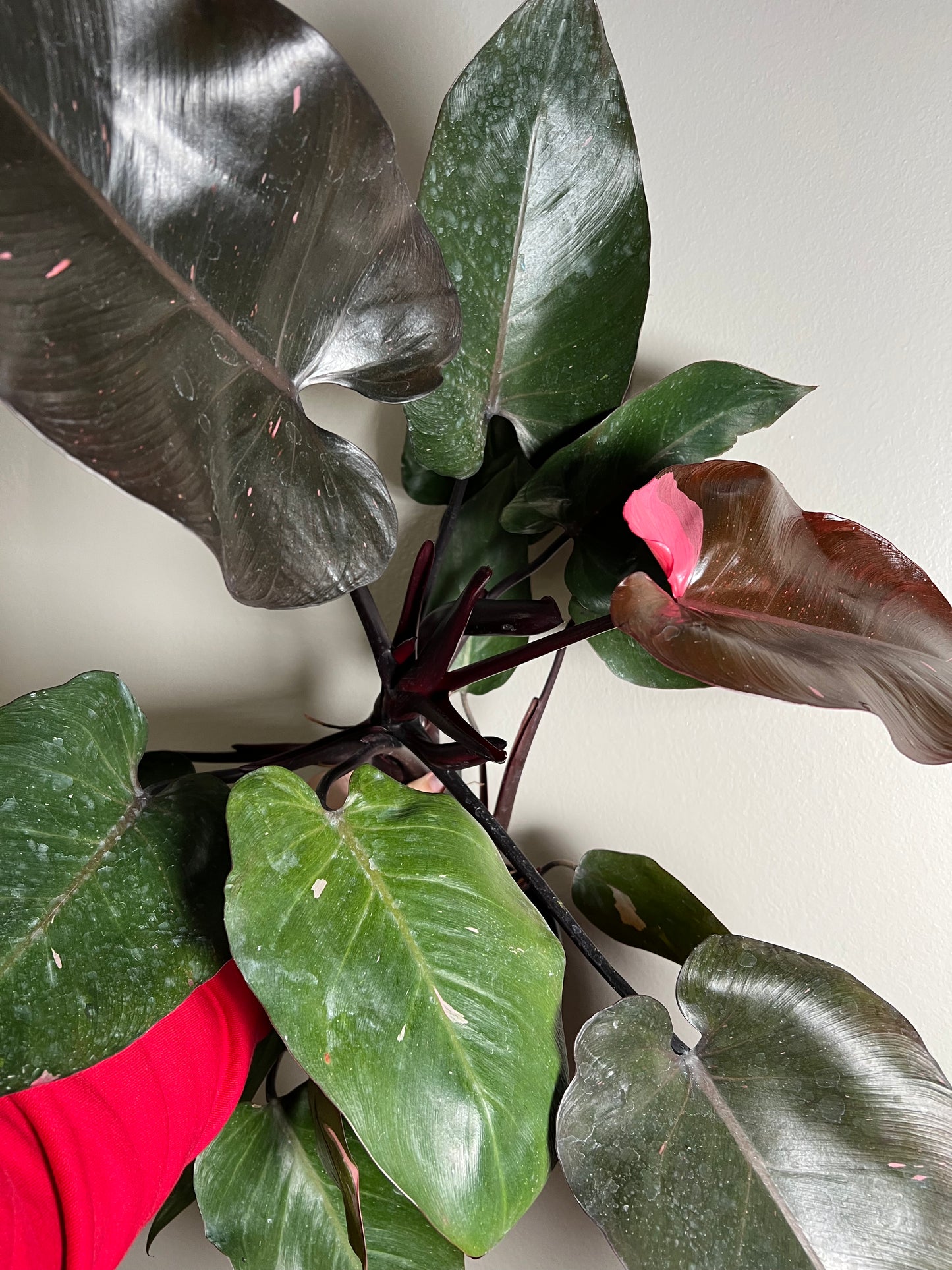 6” Philodendron Pink Princess