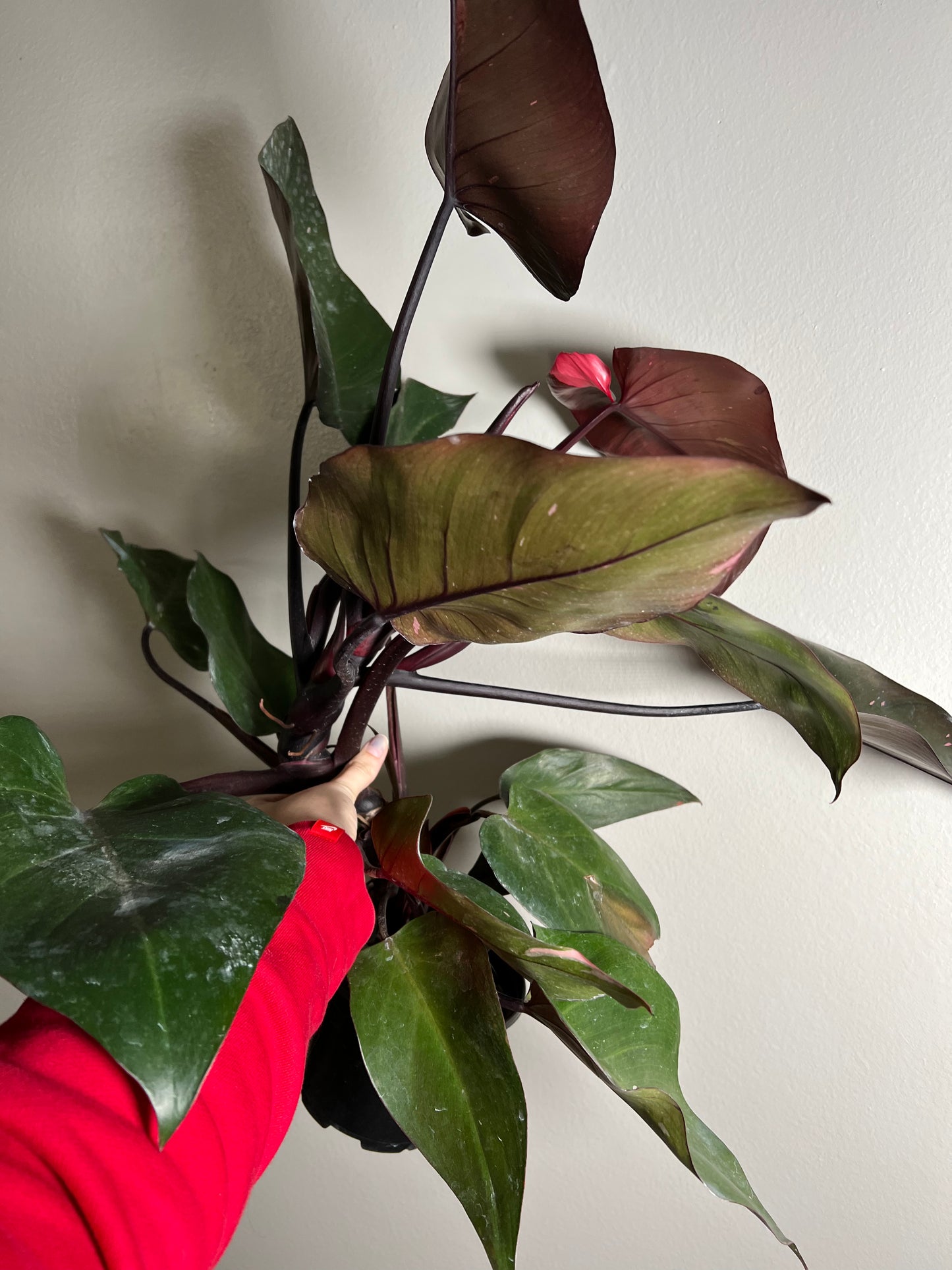 6” Philodendron Pink Princess