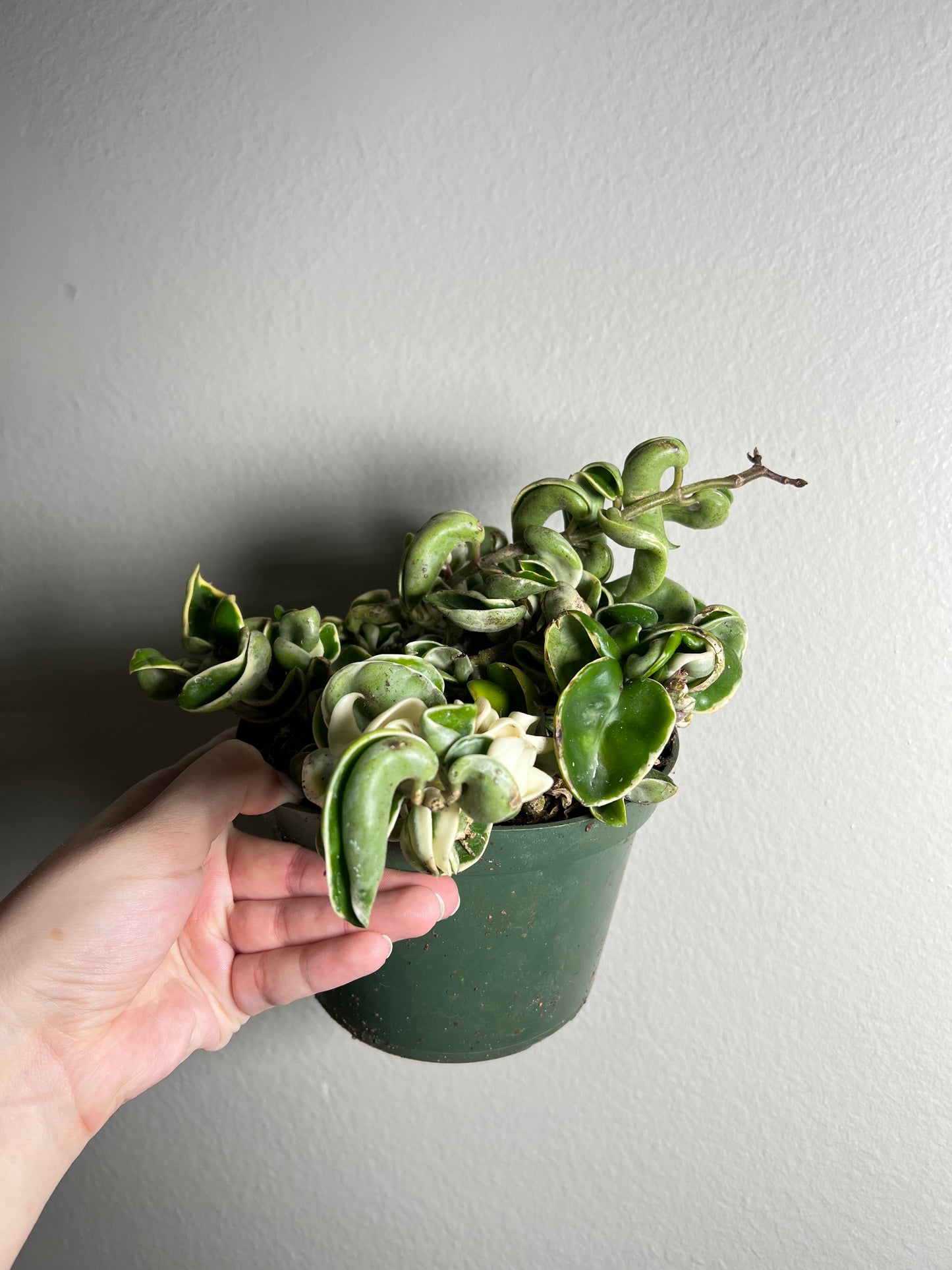 6" Hoya Compacta Outer Variegated (Hindu Rope)