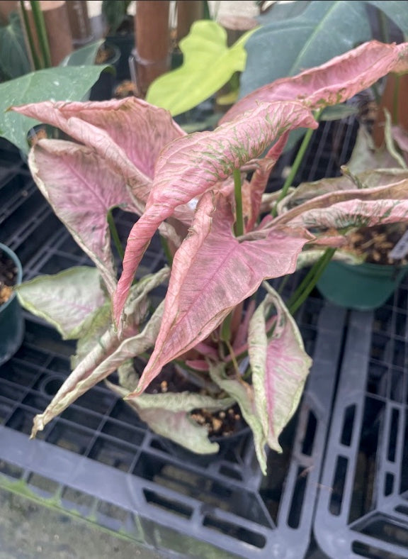 6" Syngonium Rolli Pink Totem (Mature)
