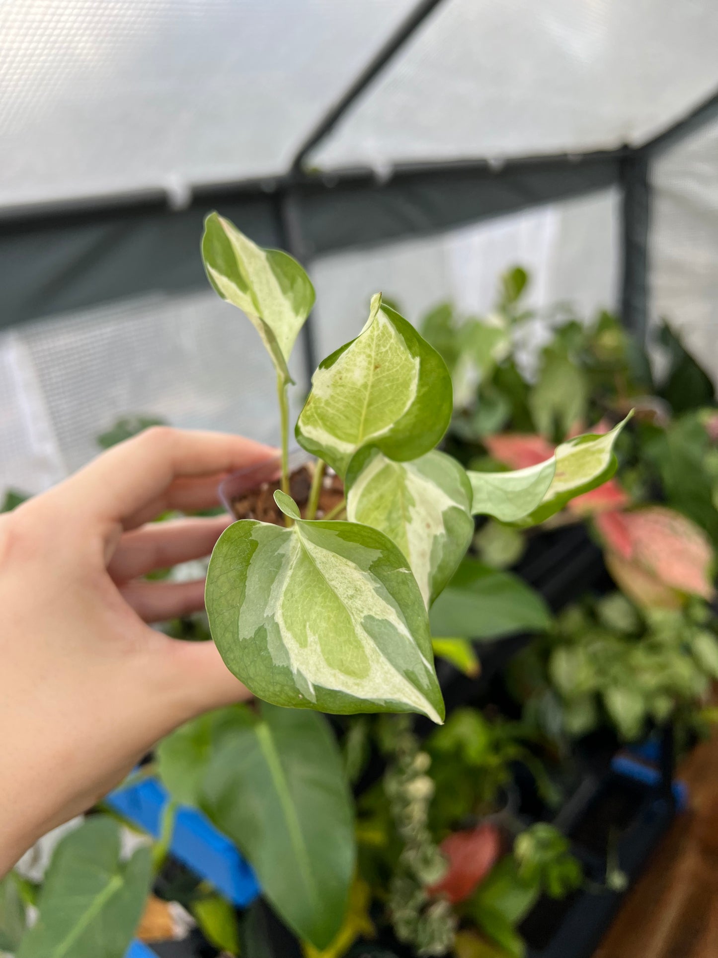 3” Japanese Global Pothos
