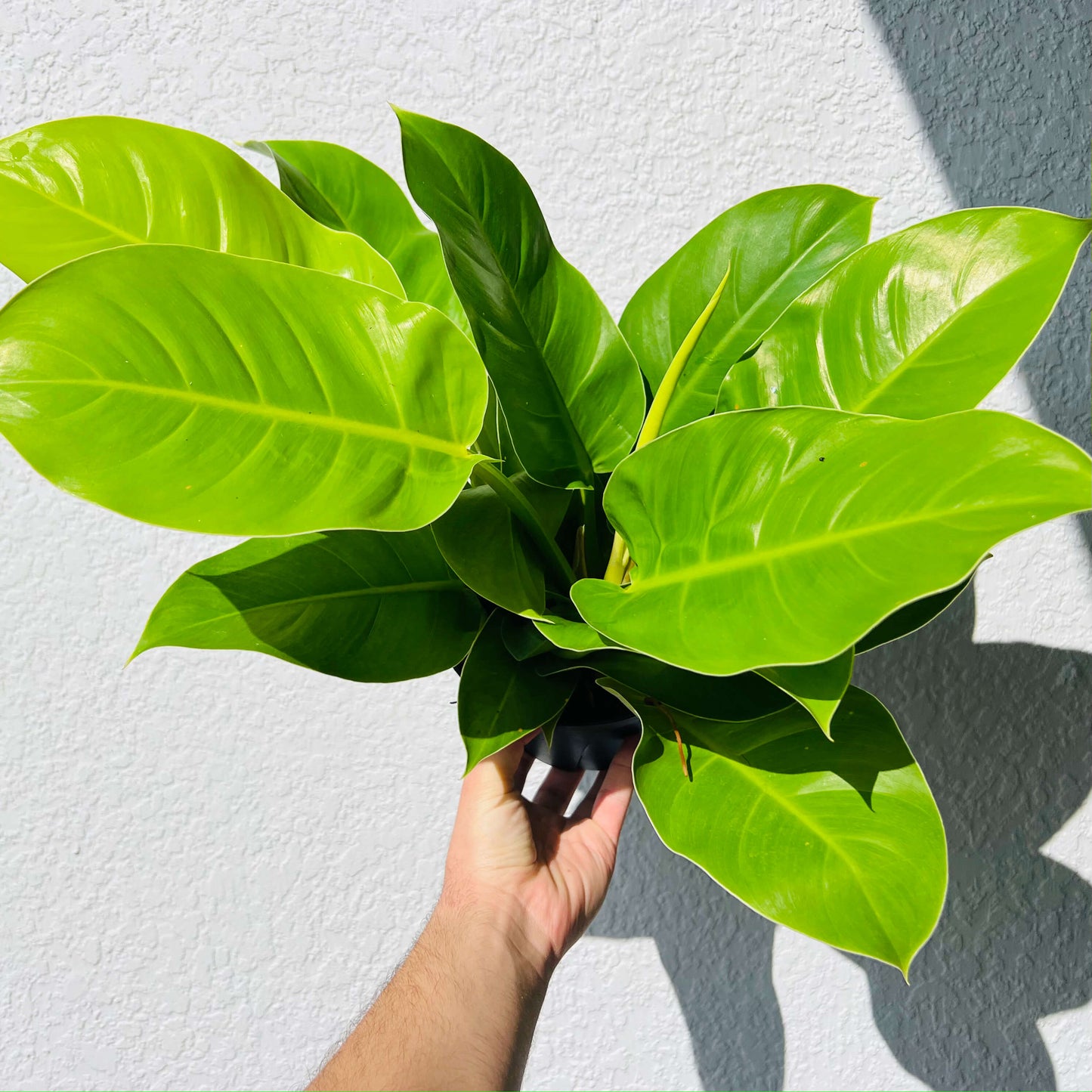 6" Philodendron Moonlight