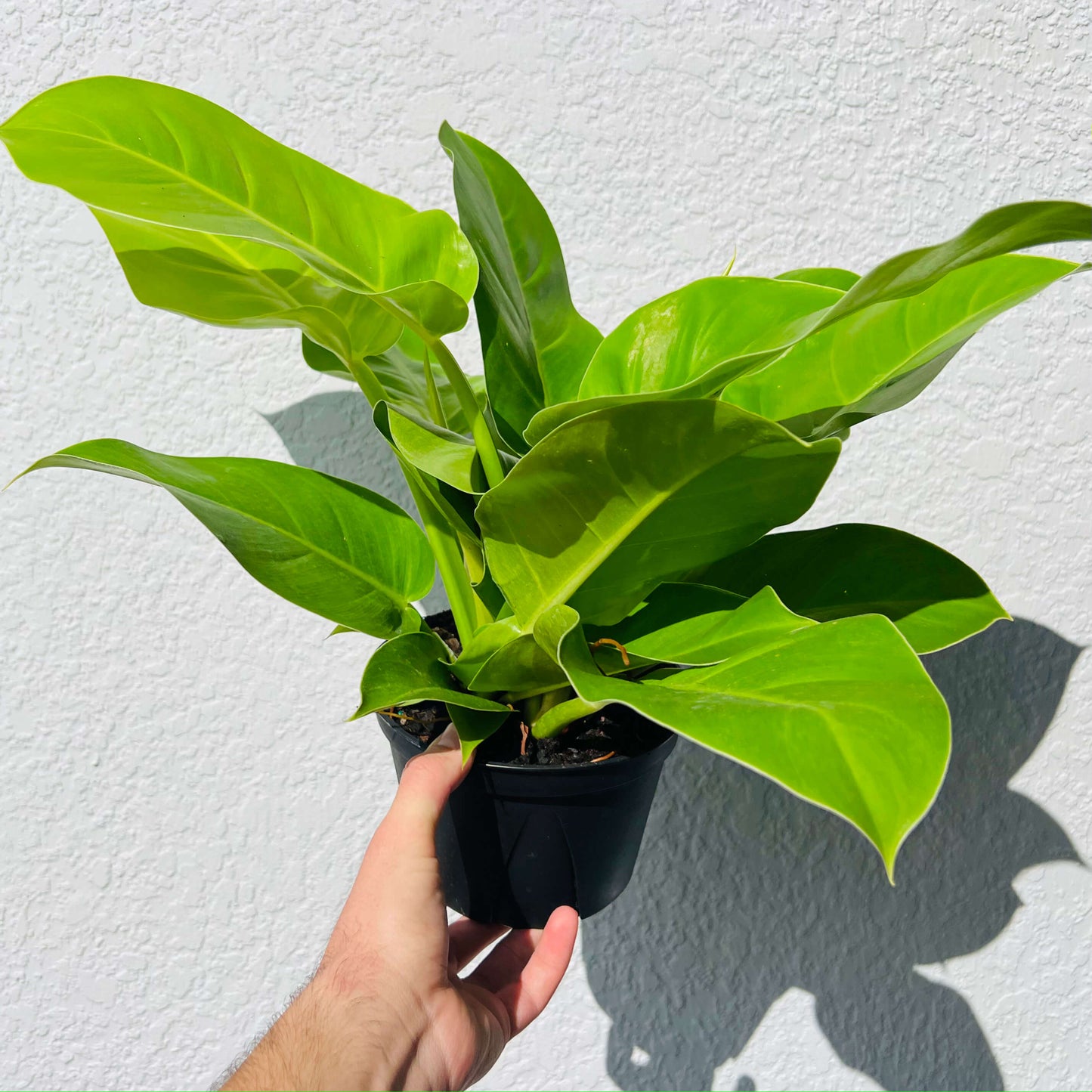 6" Philodendron Moonlight
