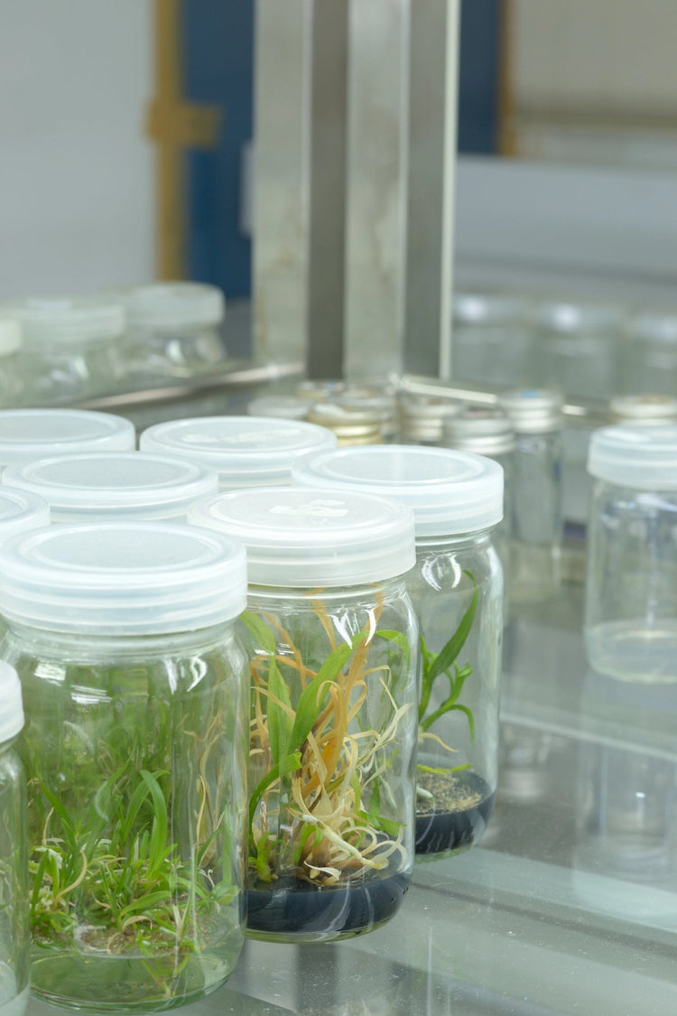 Tissue Culture Plantlets