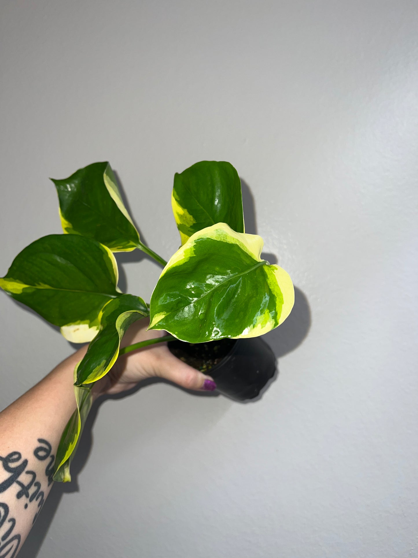 4” Epipremnum Poonsin Manjula