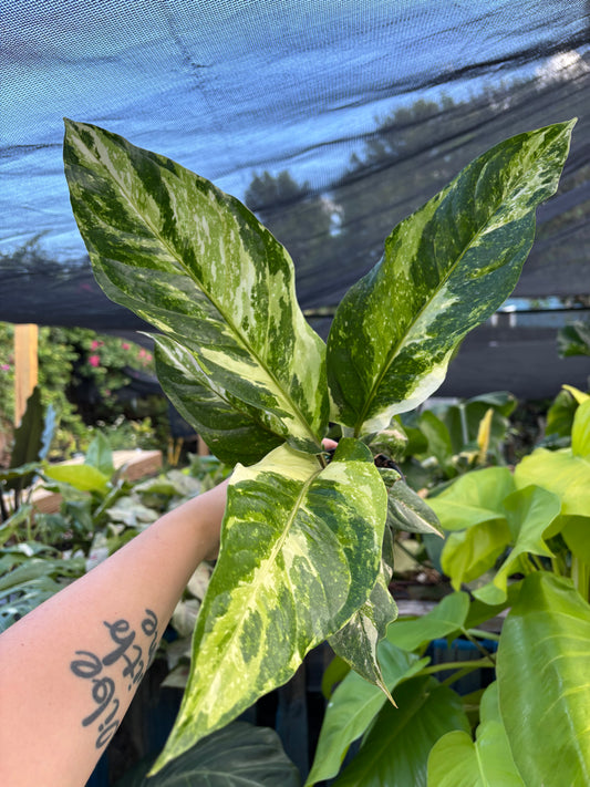 4” Anthurium Hookeri Variegated