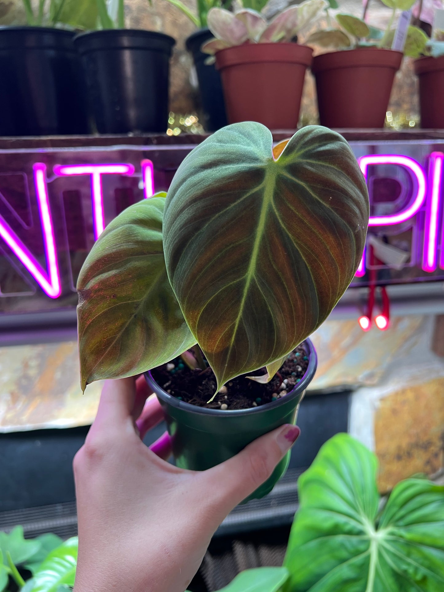 4” Philodendron El Choco Red