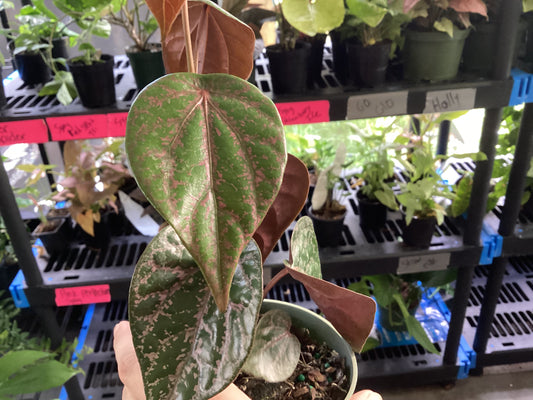 4” Piper Crocatum
