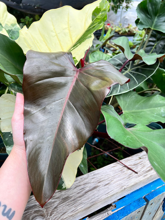 6” Philodendron Dark Lord