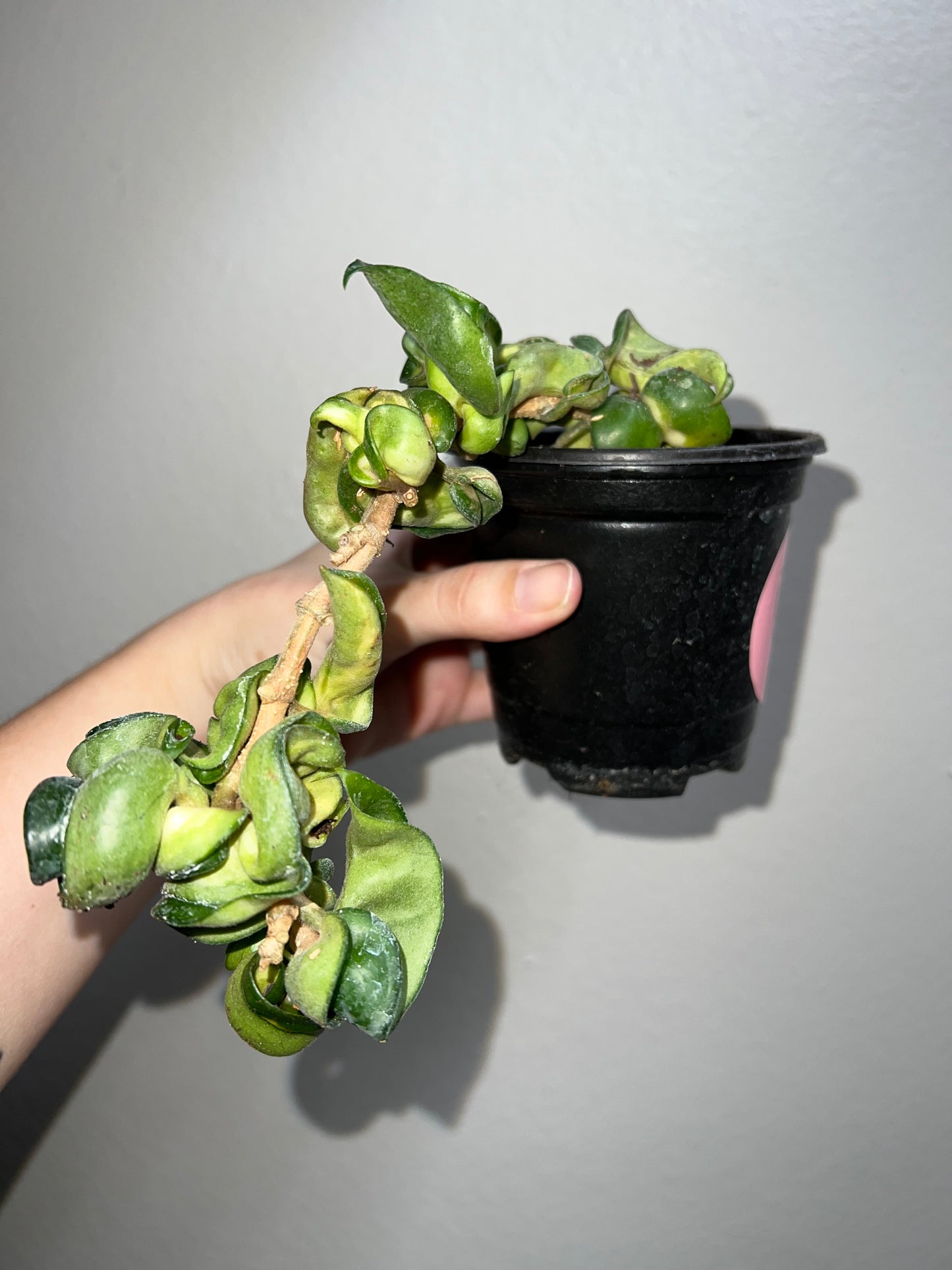 4” Hoya Mauna Loa (Inner Variegated Compacta)