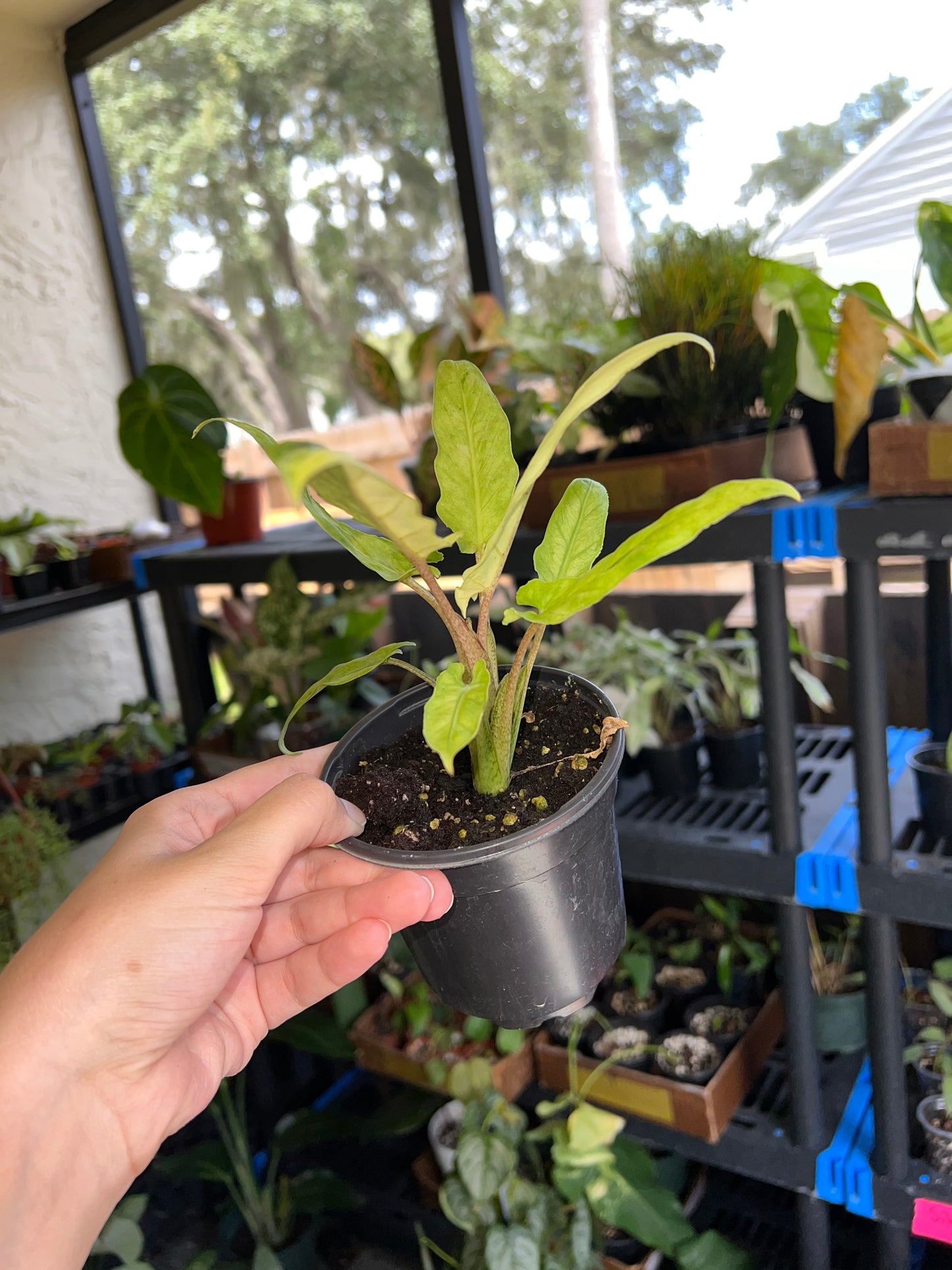 4” Alocasia Lauterbachiana Aurea