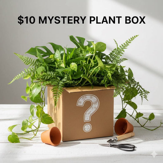 MYSTERY BOX (Beginner Friendly)