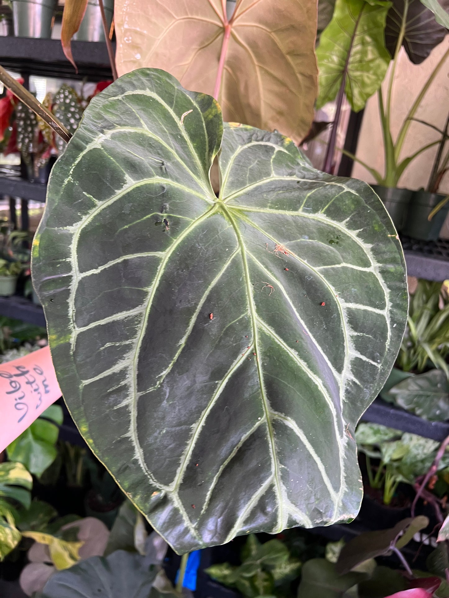 6” Anthurium Ace of Spades X Giant Crystal Mag